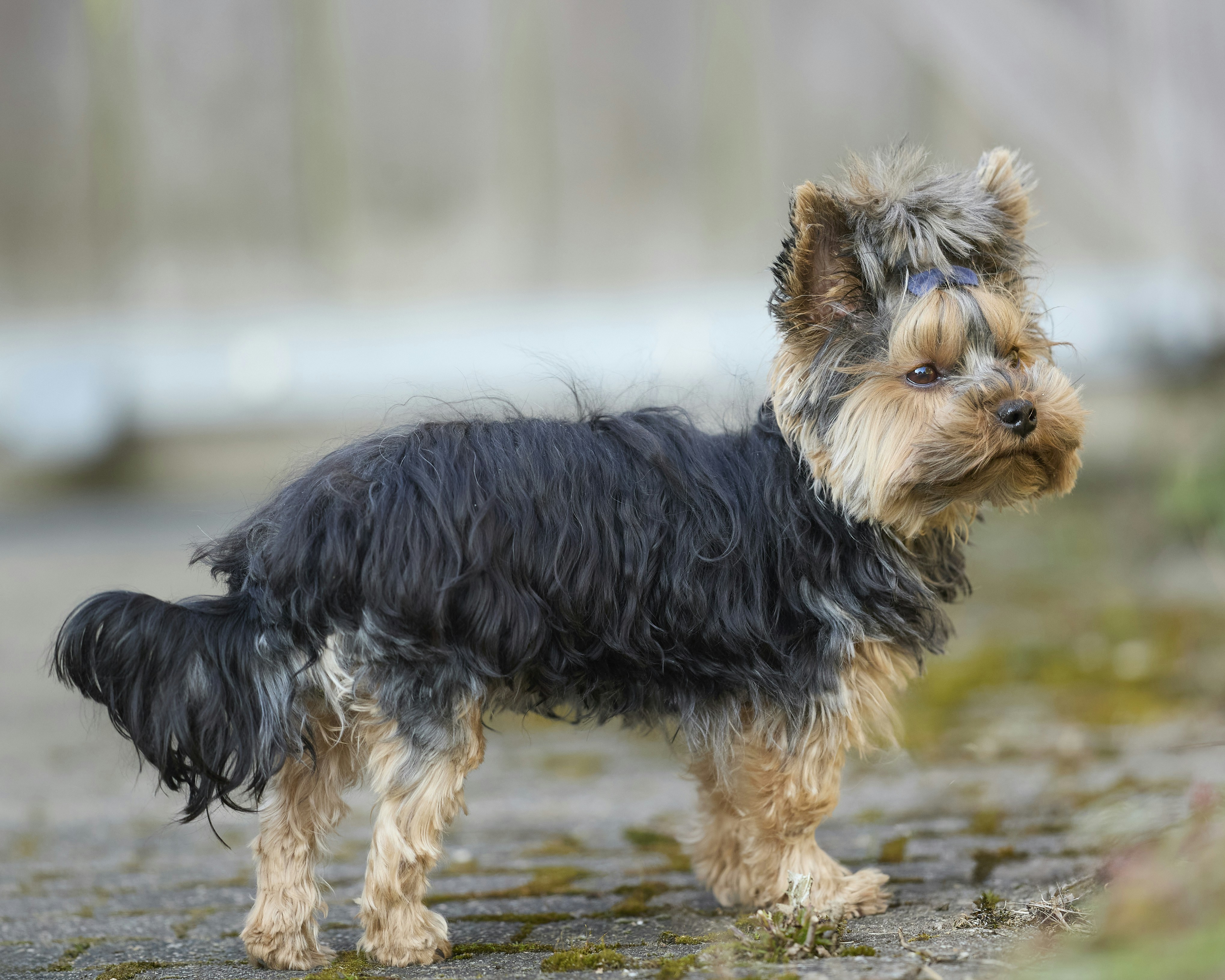 Photo by erwinbosman