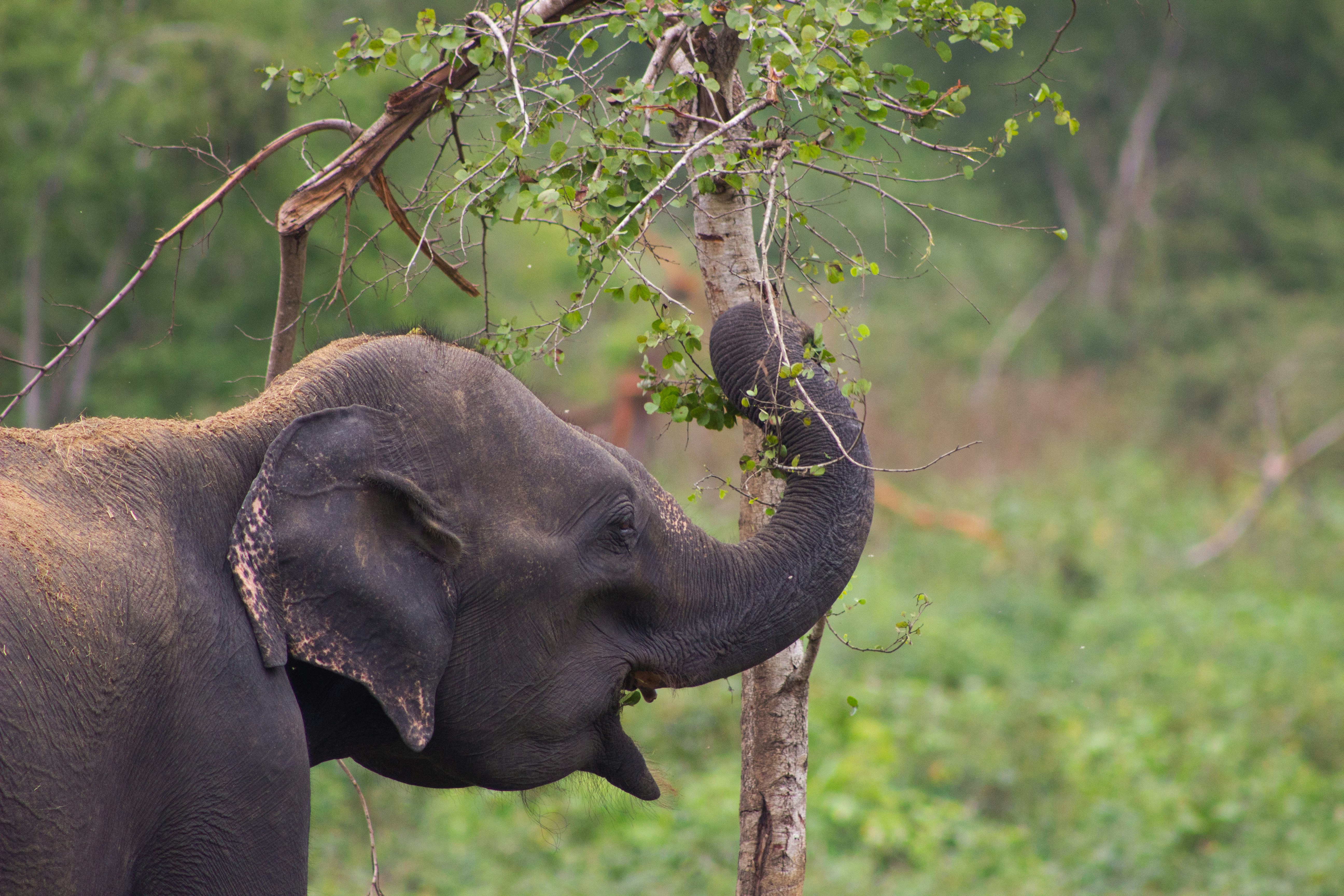 Un elefante comiendo hojas de una rama de árbol