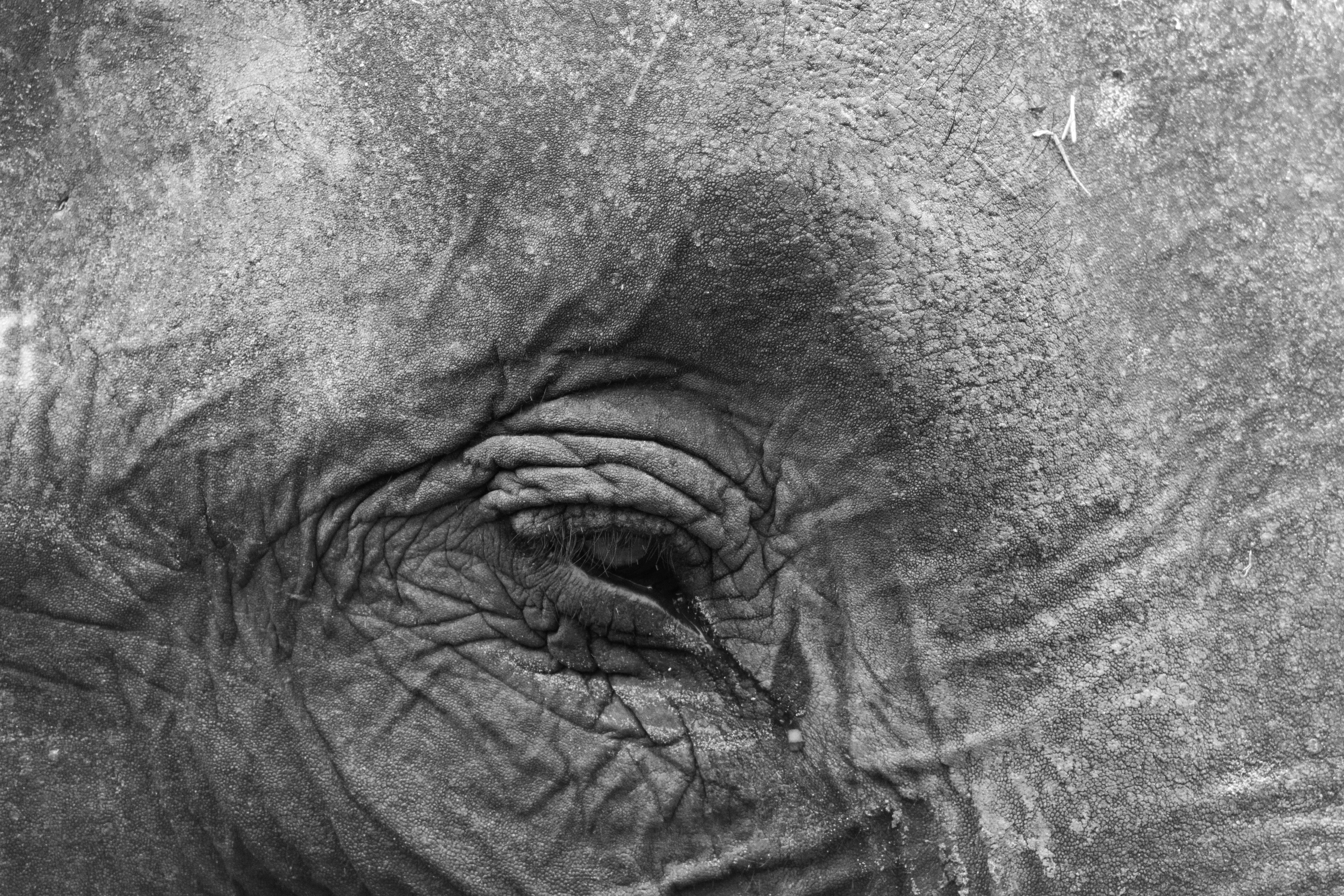 Primer plano del ojo de un elefante y su piel arrugada