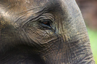 Close-up of an elephant's wrinkled eye and skin