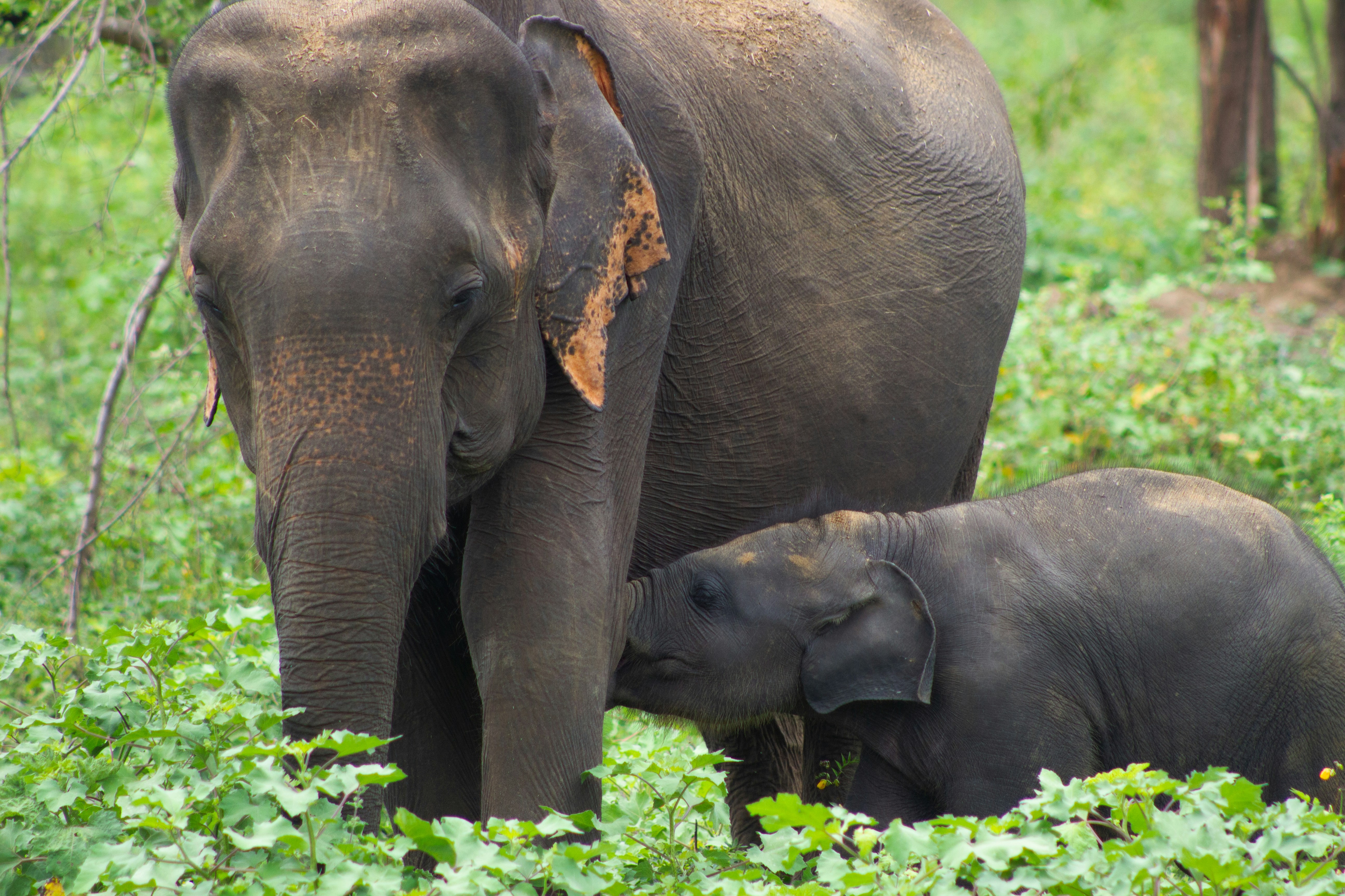 Una madre elefante y su cría en un bosque verde.