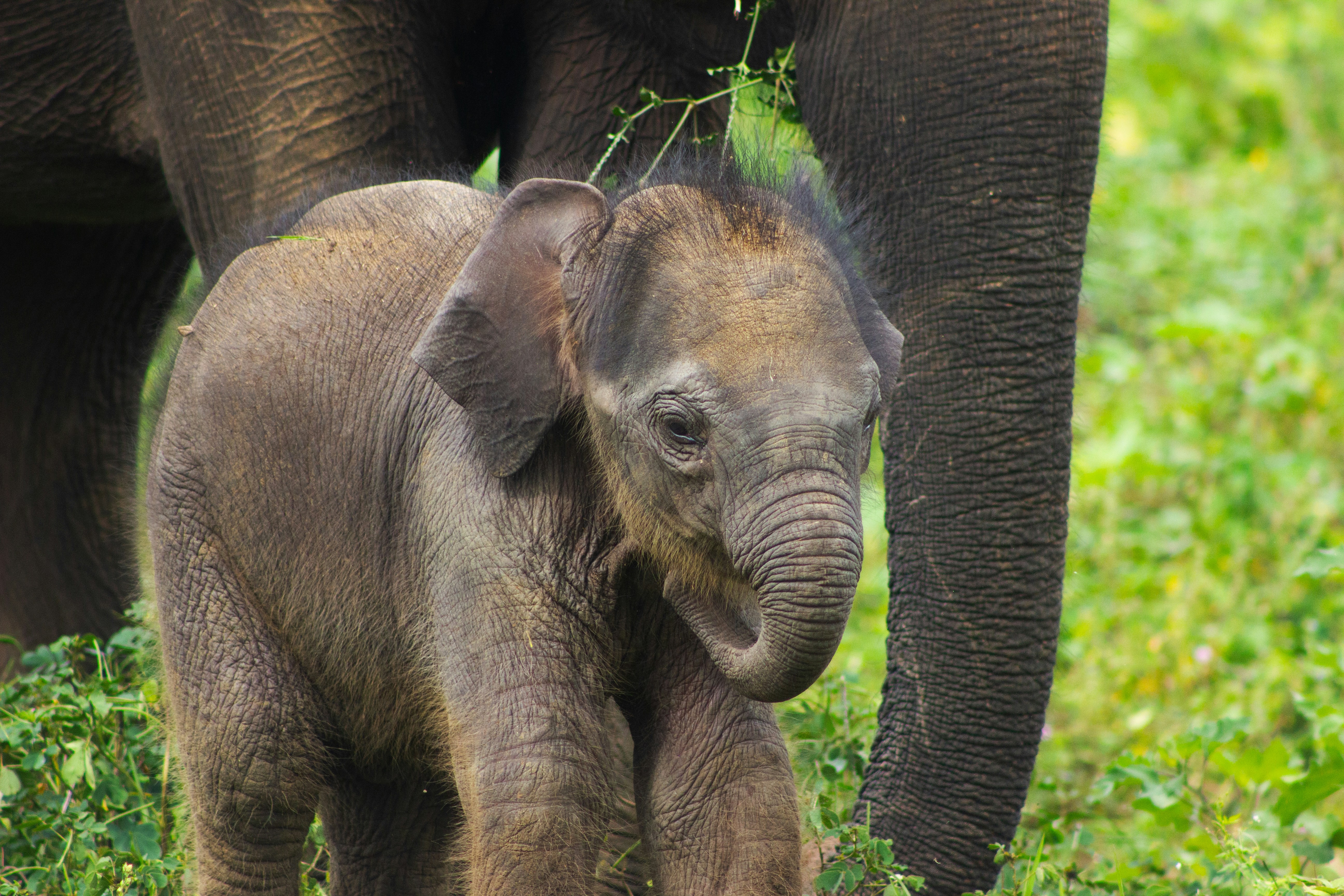 Un elefante bebé está cerca de su madre en la hierba alta.