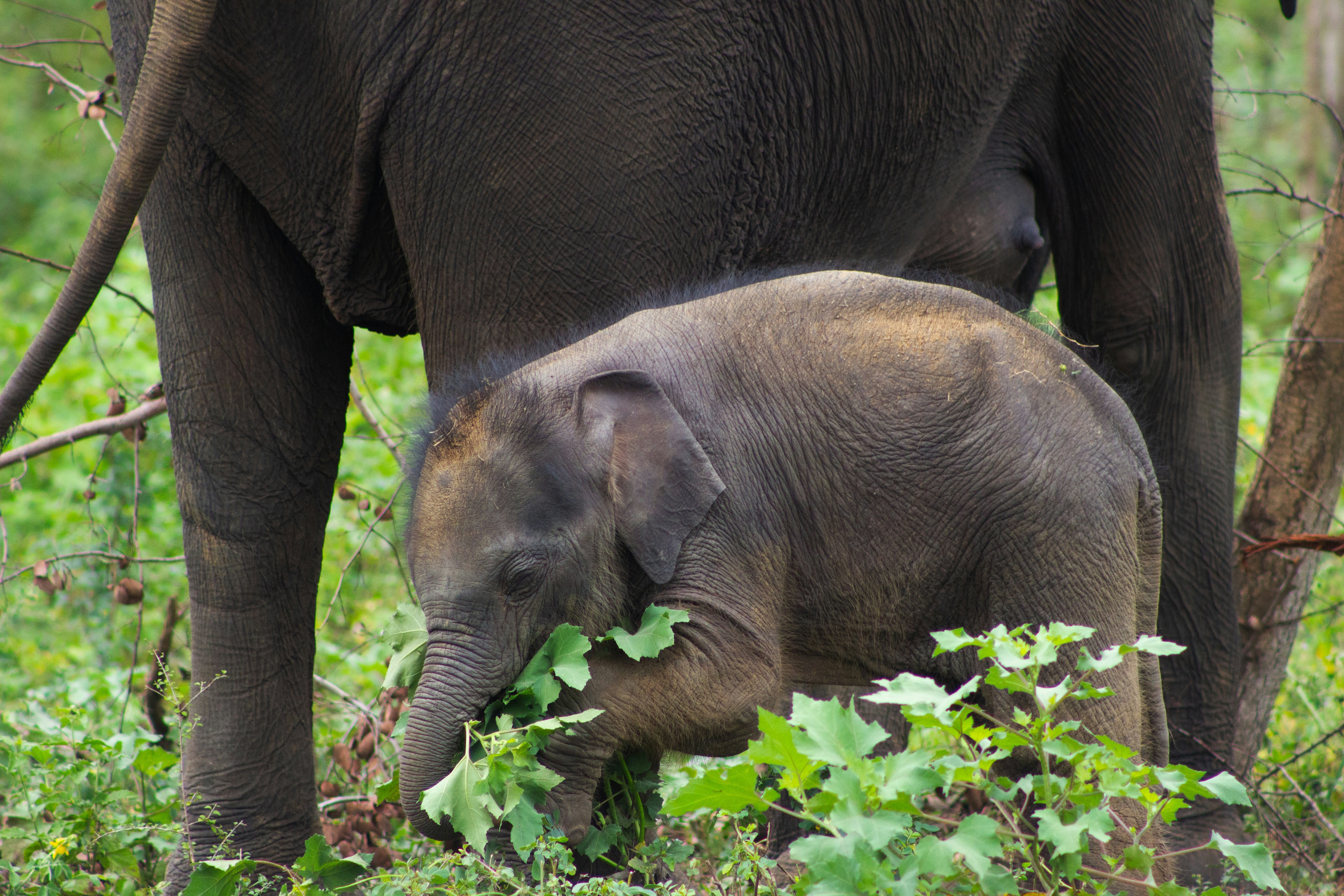 Un elefante bebé come hojas bajo su madre
