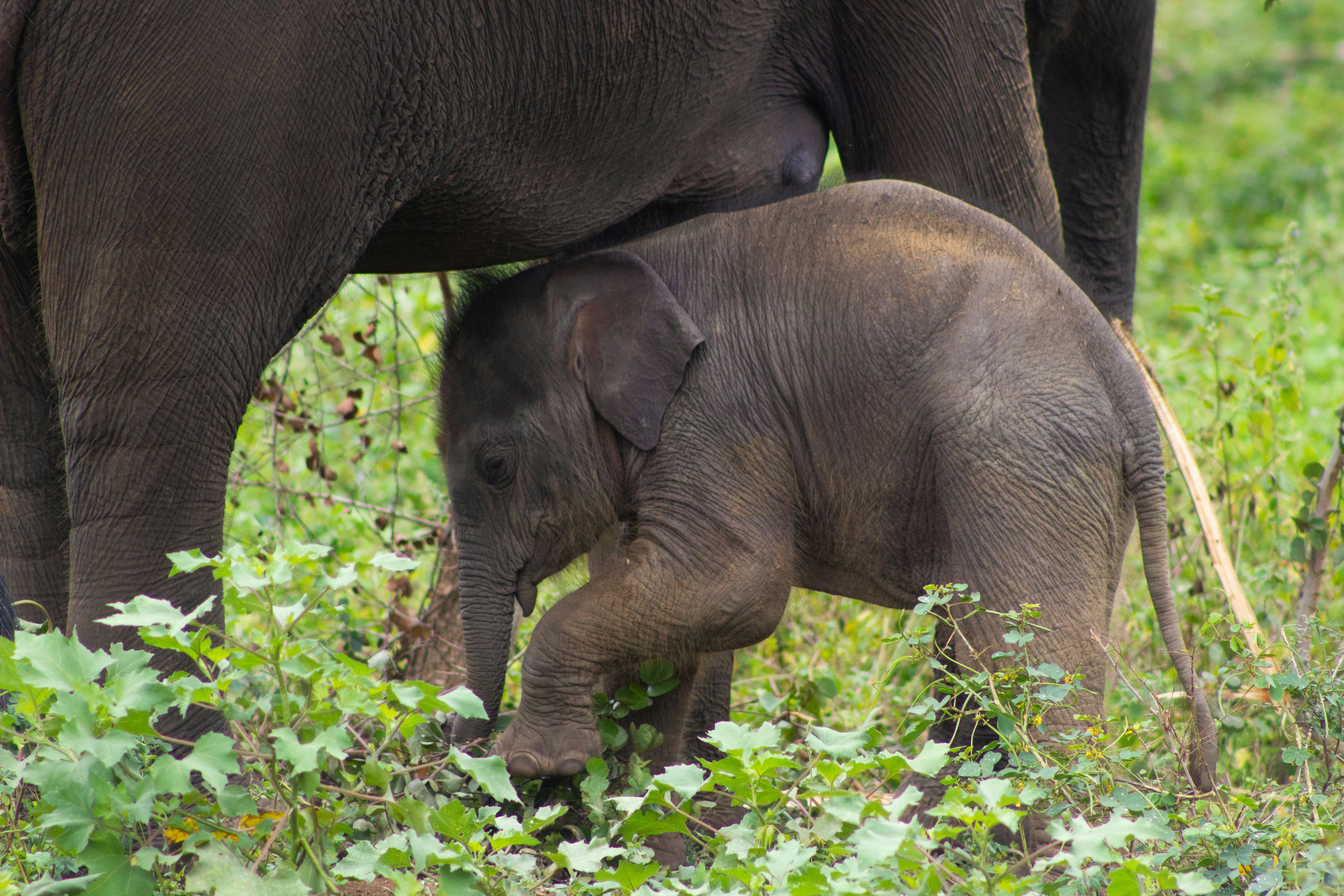 Un elefante bebé se esconde bajo el vientre de su madre.