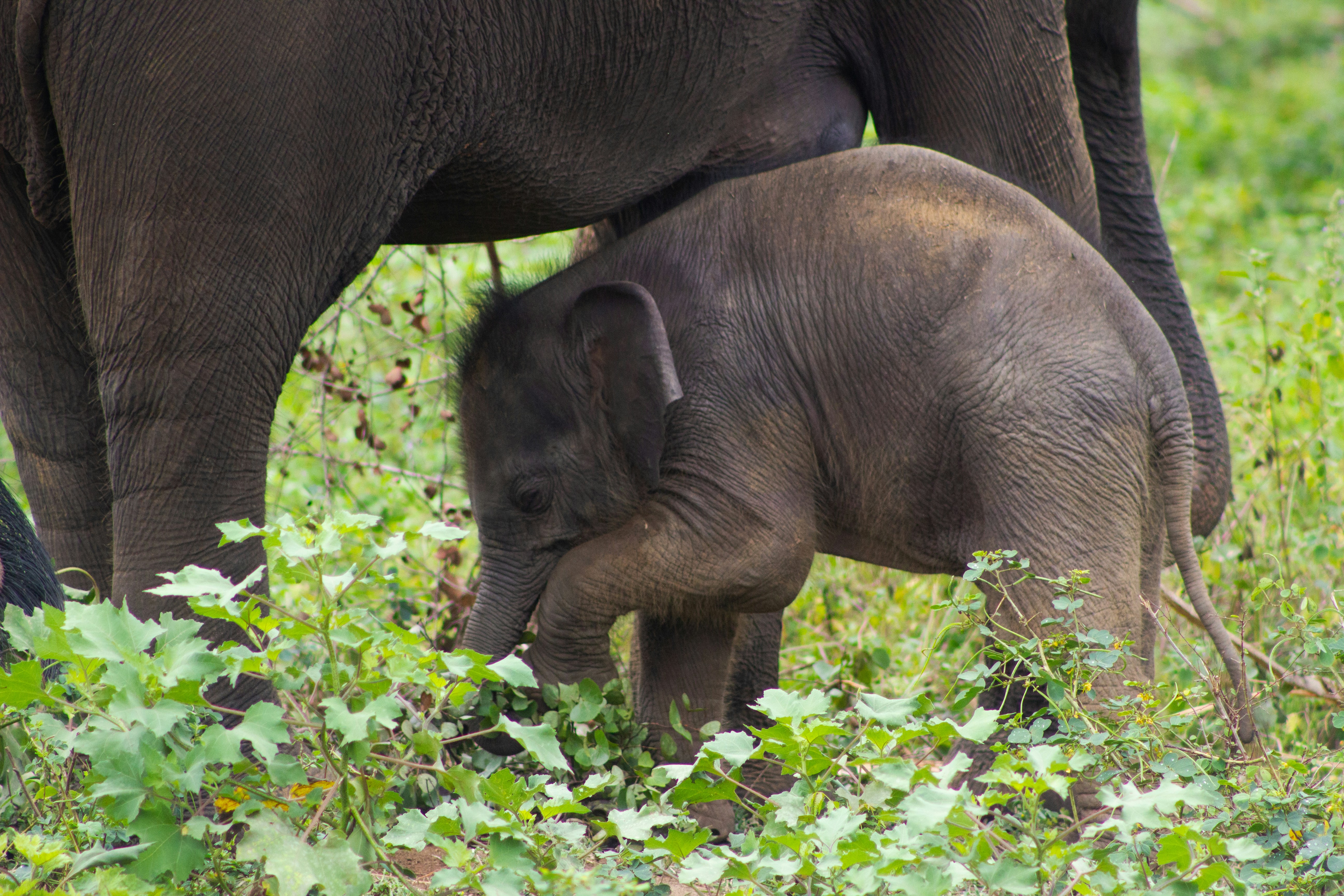 Un elefante bebé se esconde detrás de su madre en la hierba