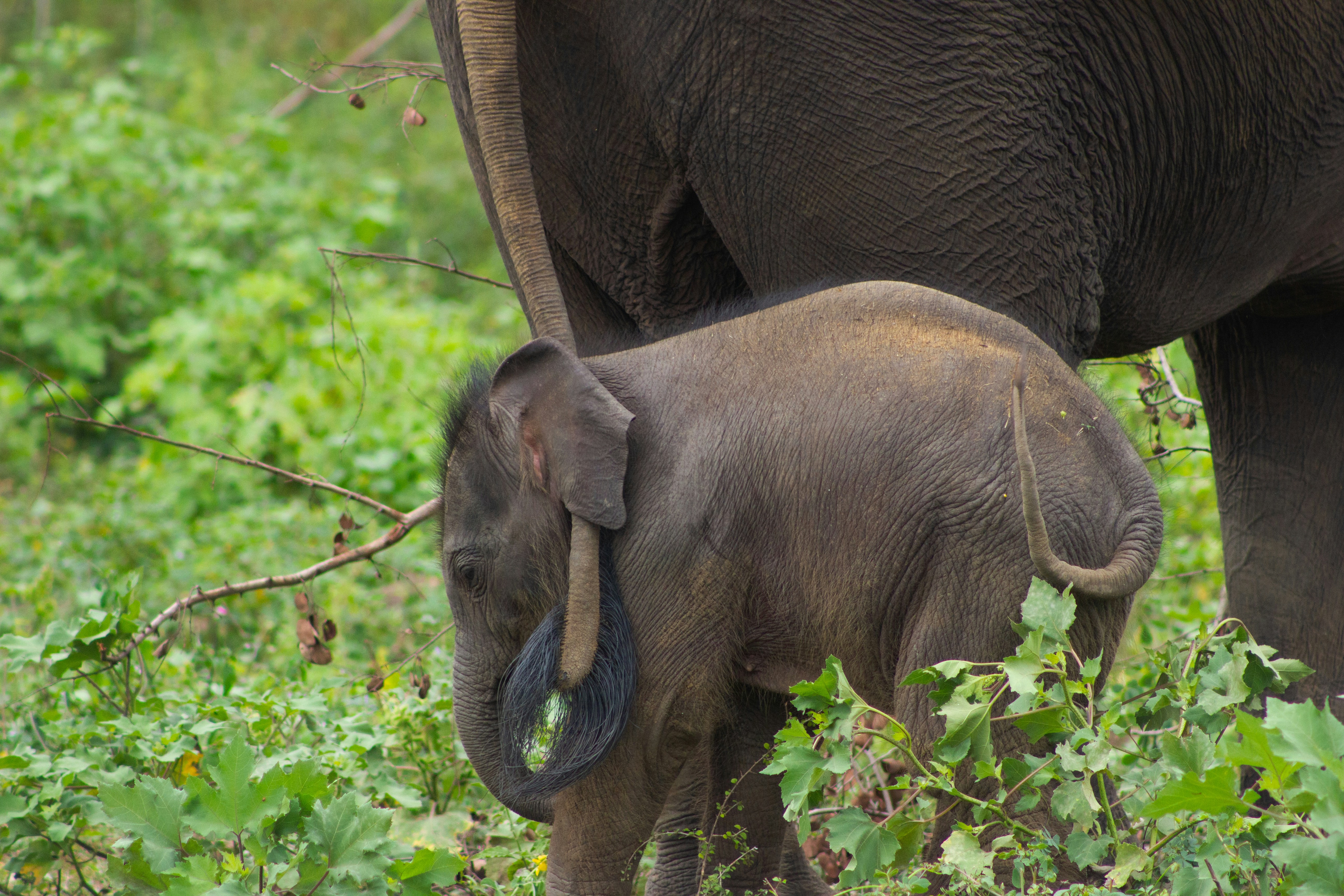 Un elefante bebé se encuentra cerca de su madre en el follaje.
