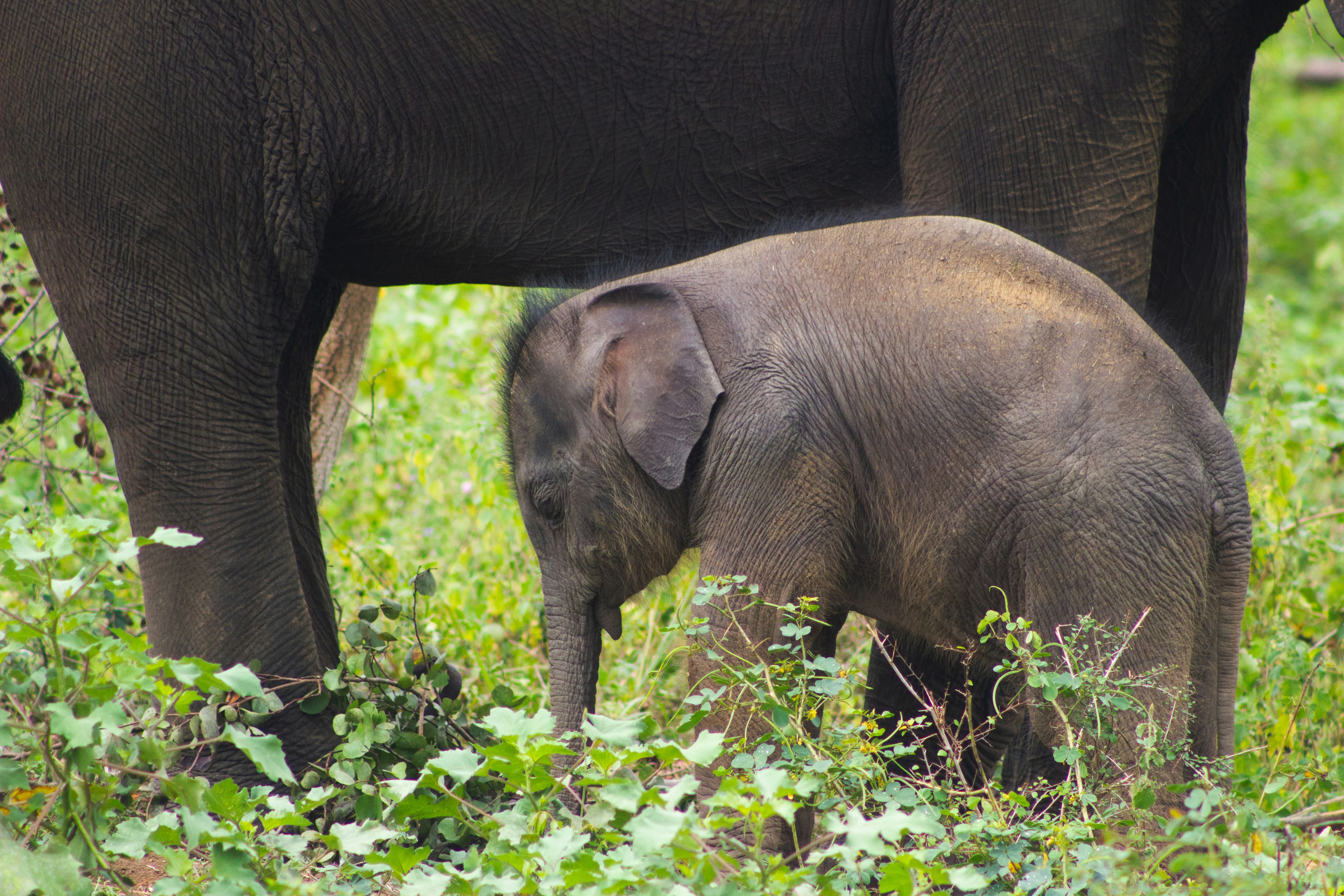 Un elefante bebé está cerca de su madre en la hierba alta.
