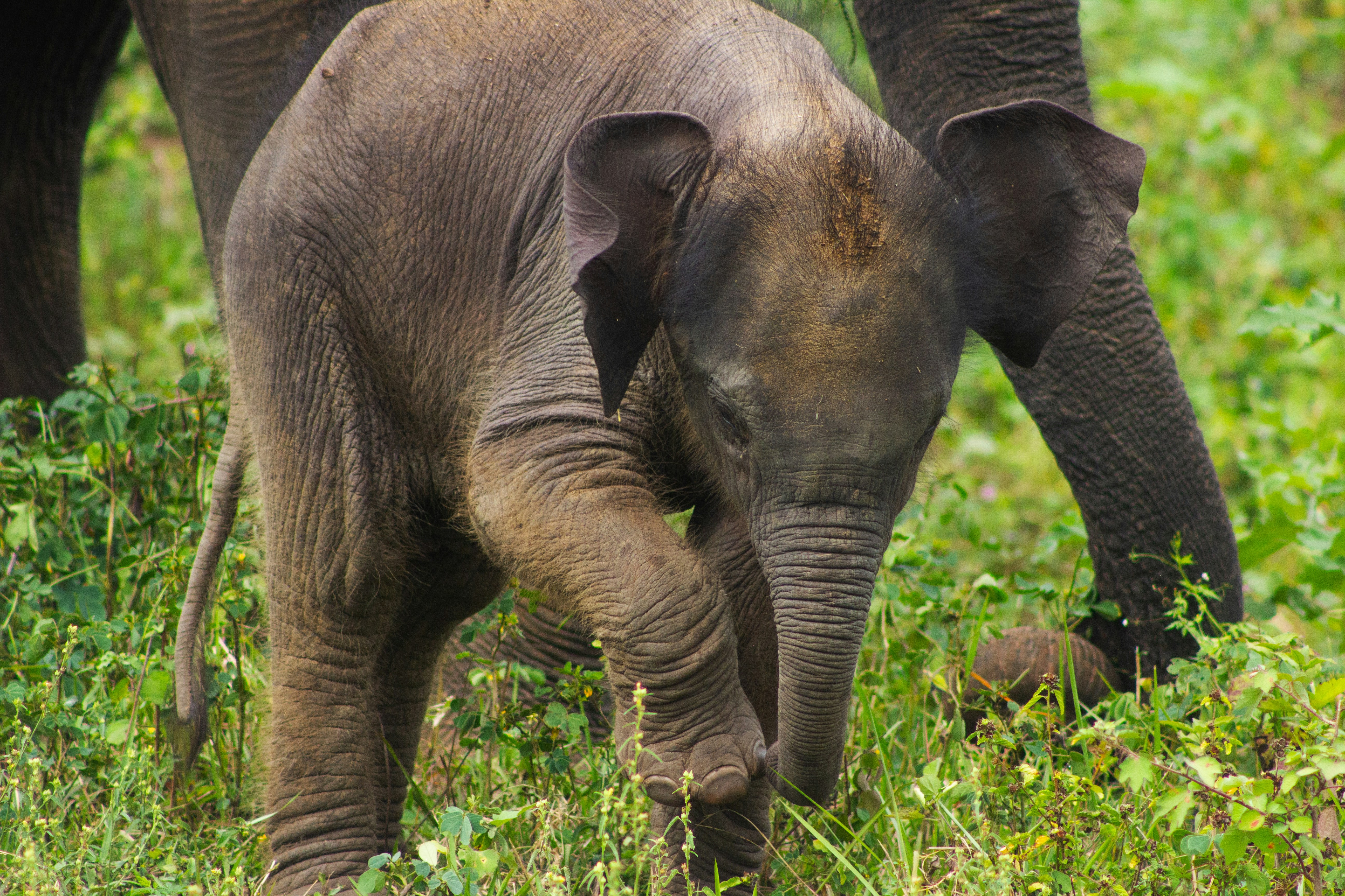 Un elefante bebé camina por la hierba verde.
