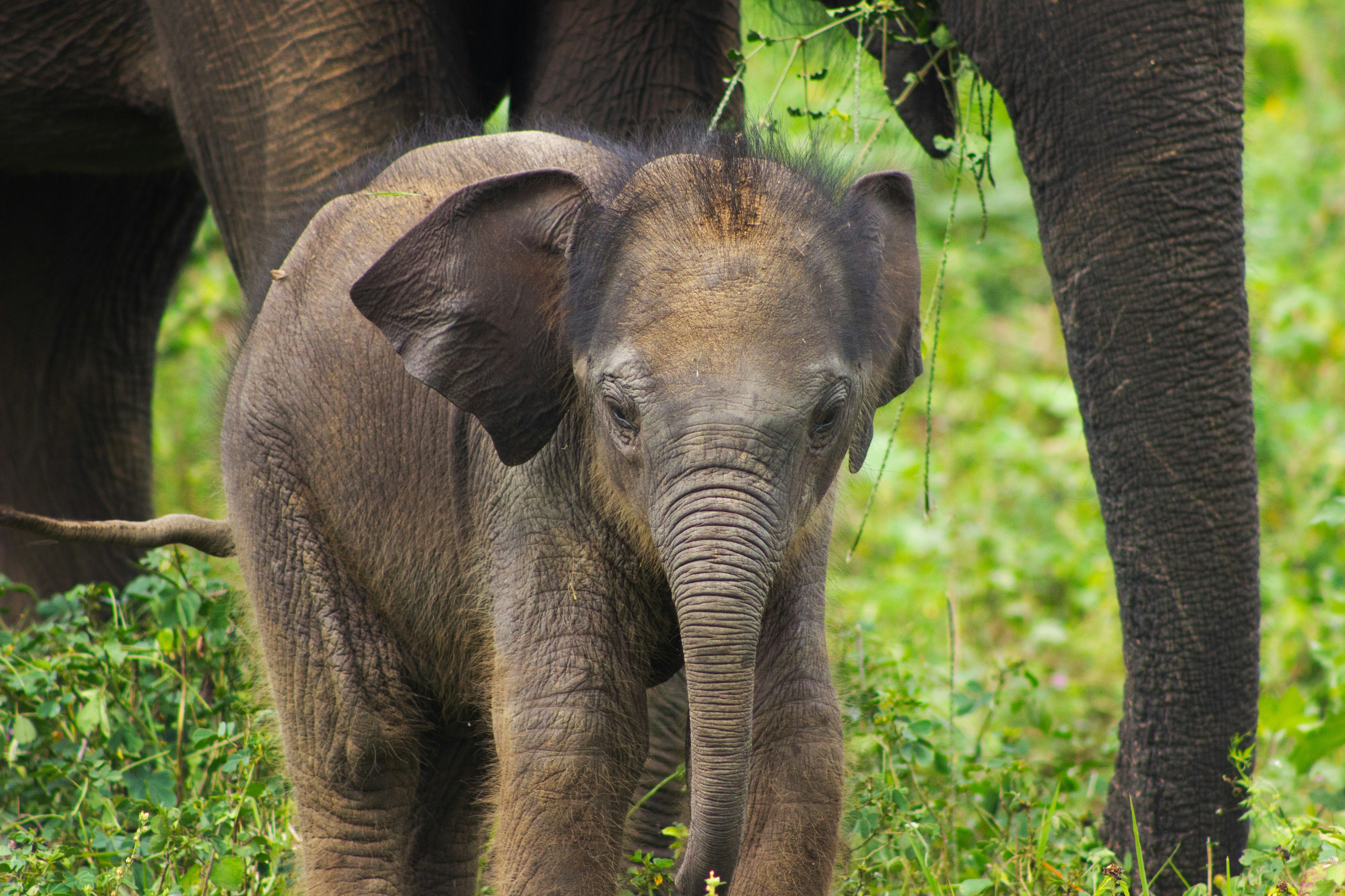 Un elefante bebé está de pie en un campo cubierto de hierba.