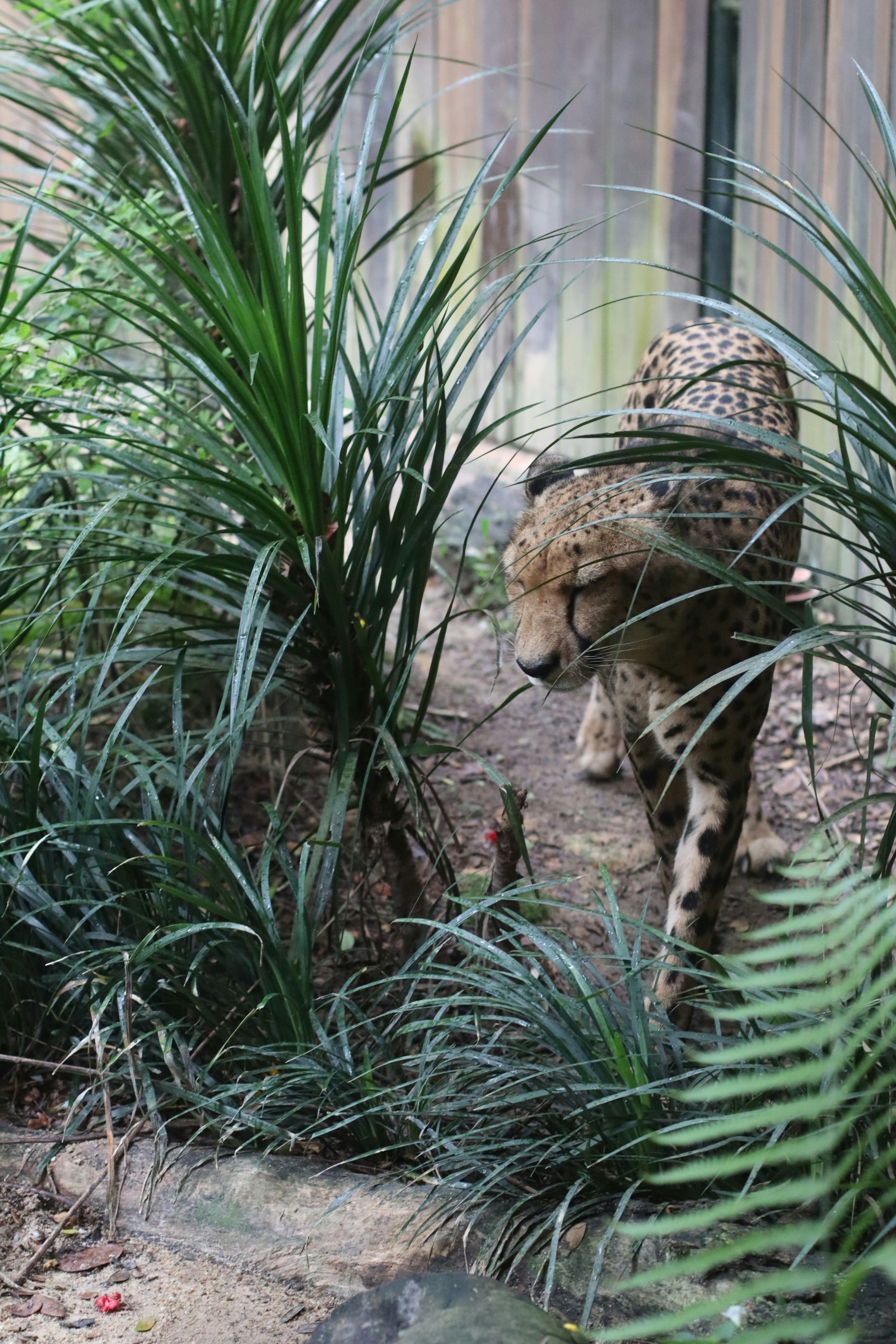 Un guepardo camina entre un denso follaje verde.