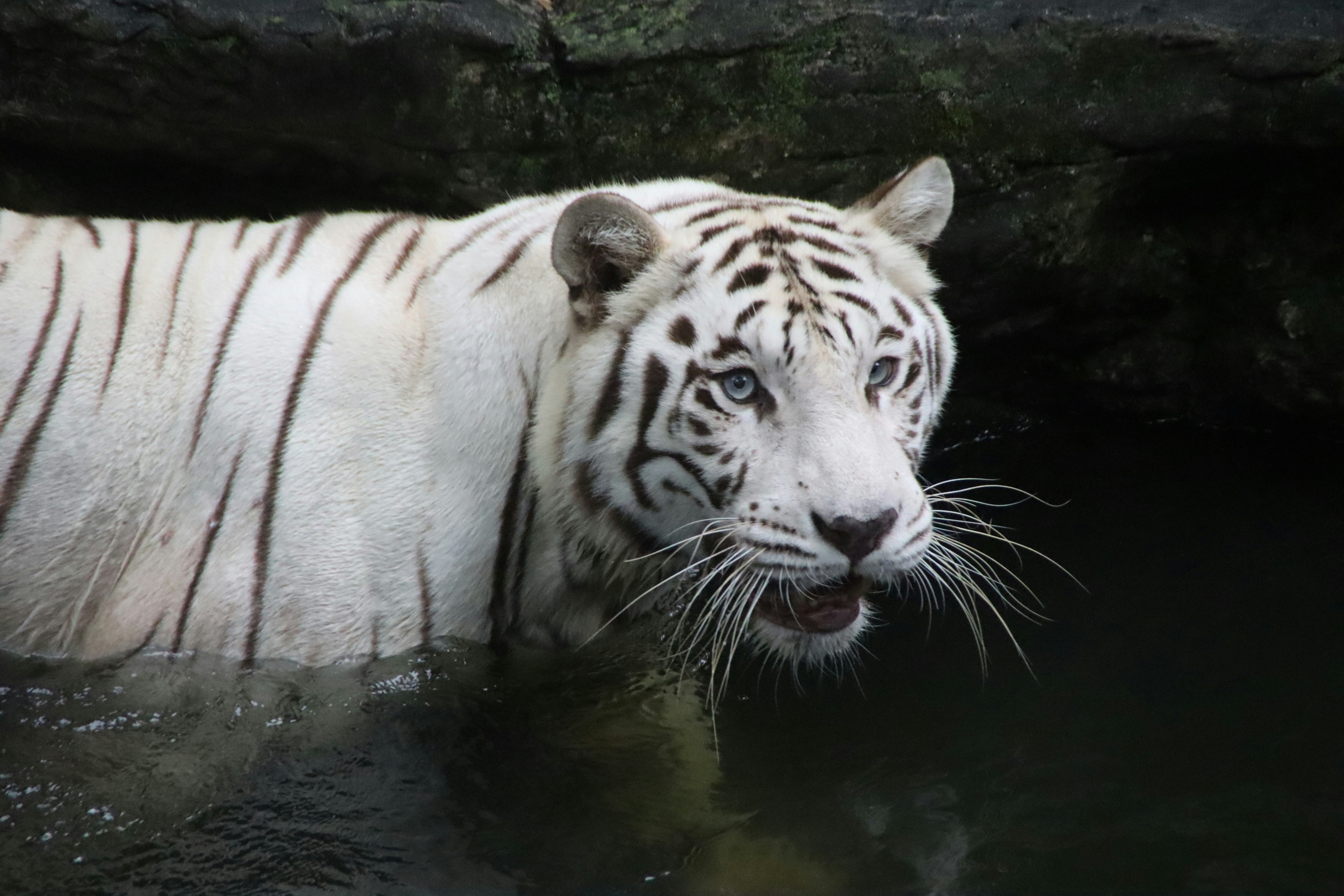 Un tigre blanco con rayas negras se encuentra en aguas oscuras.