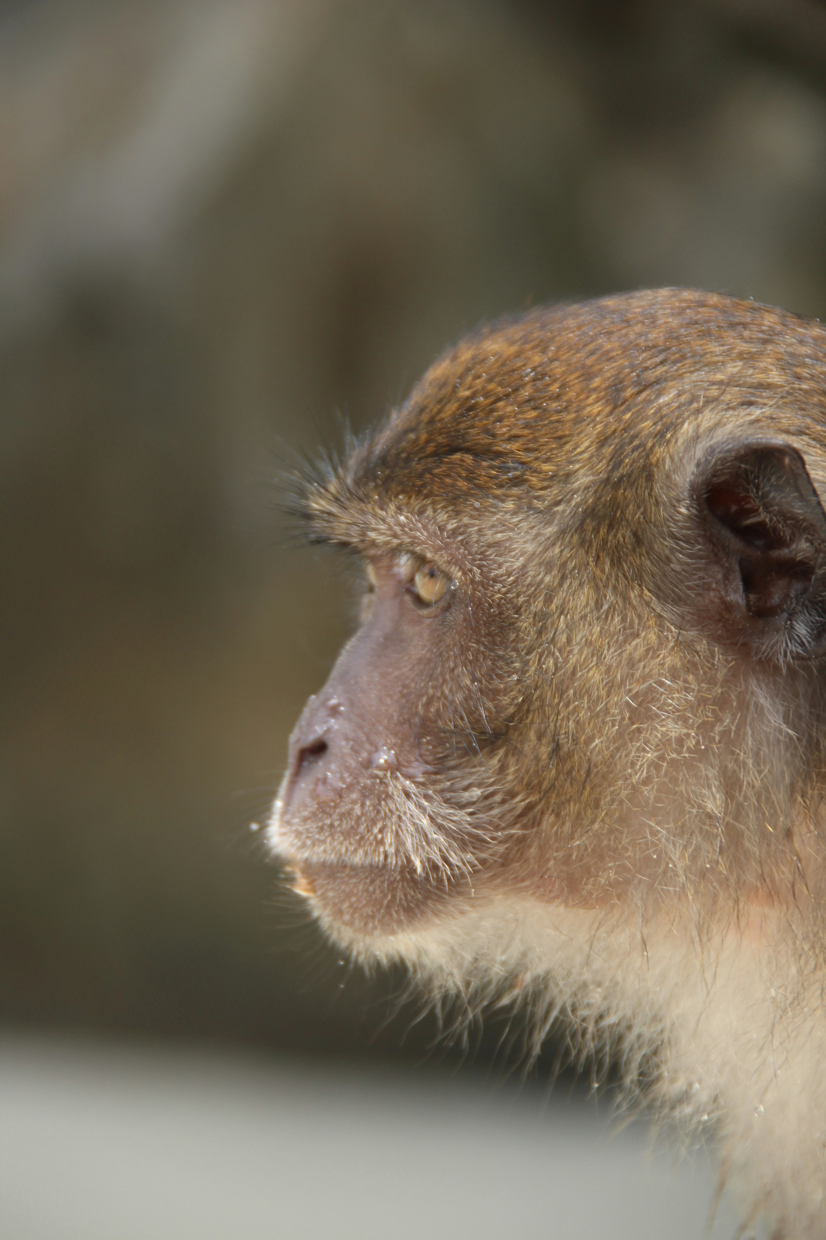 Perfil en primer plano de la cara de un mono