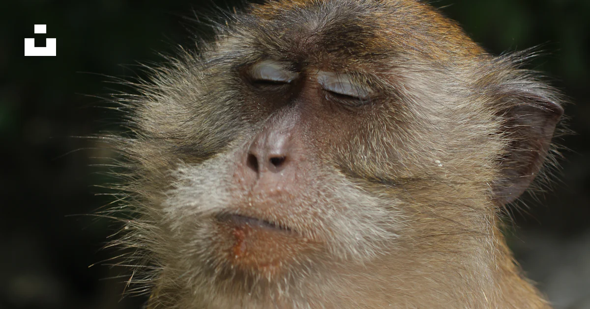 Monkey Raying A monkey with its eyes closed in contemplation. photo – Free Animal ...