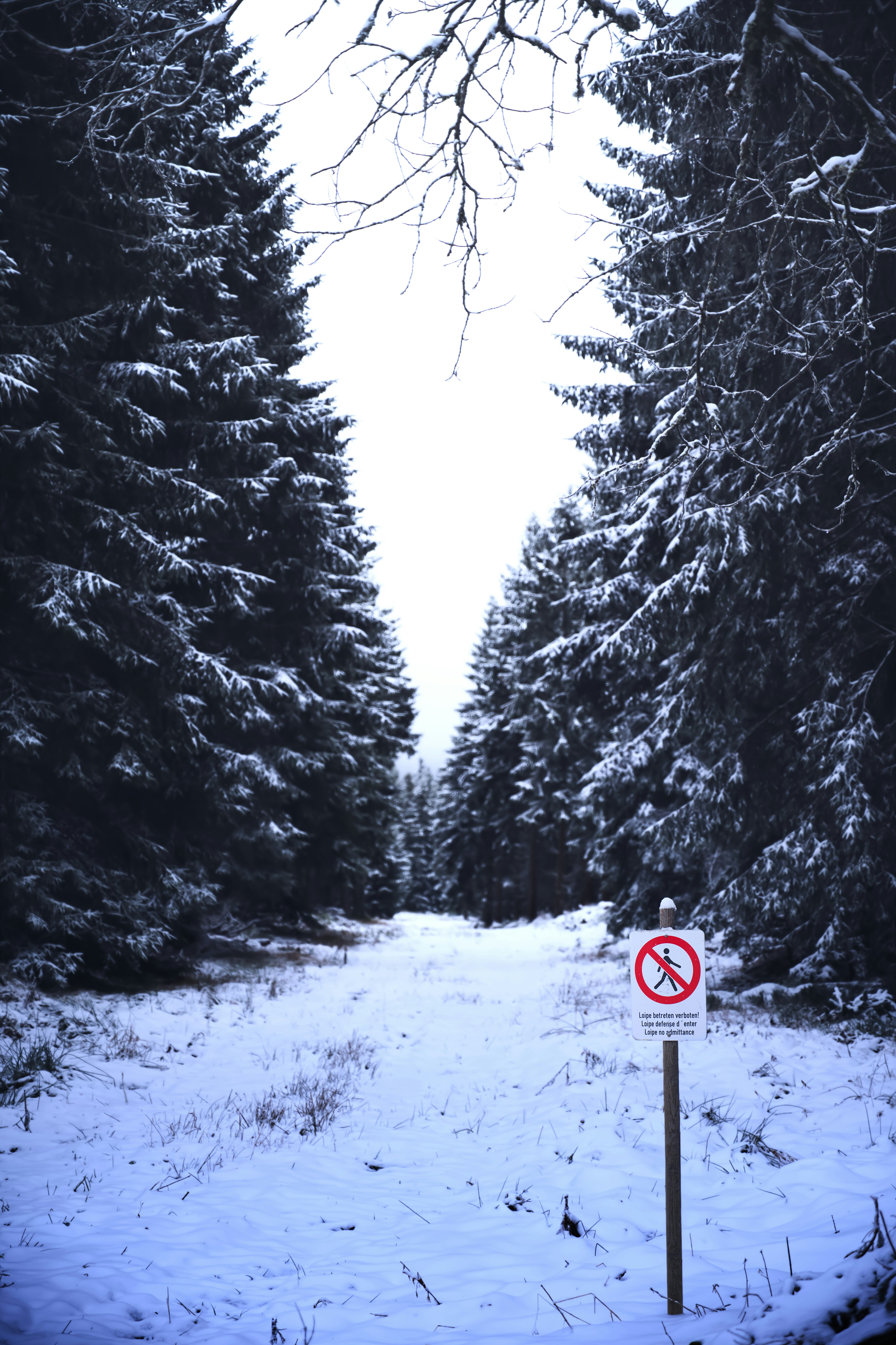 Sendero de bosque nevado con un cartel de prohibido acampar.