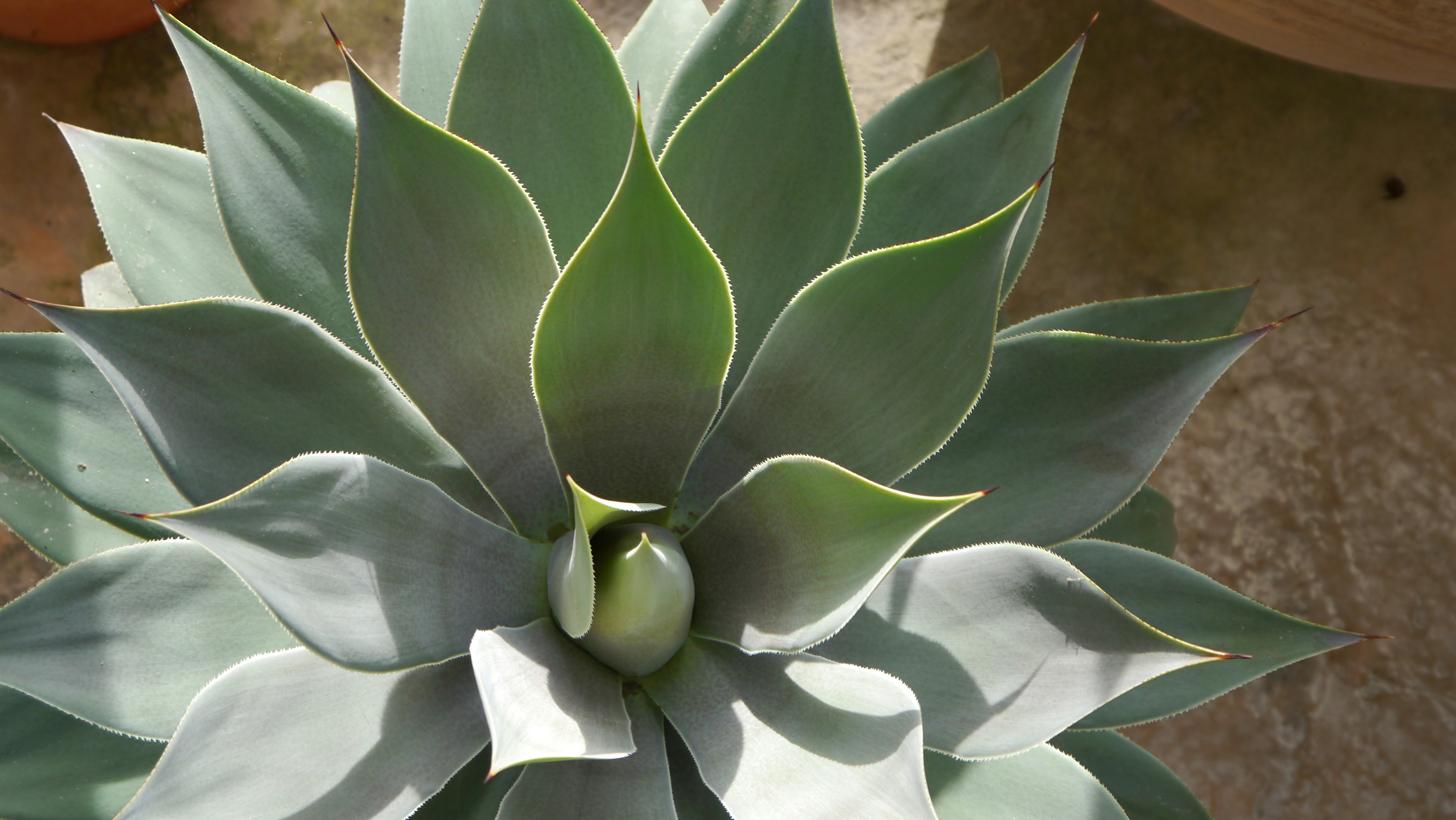 Drought-tolerant desert plantings with agave and ornamental grasses in a residential bed