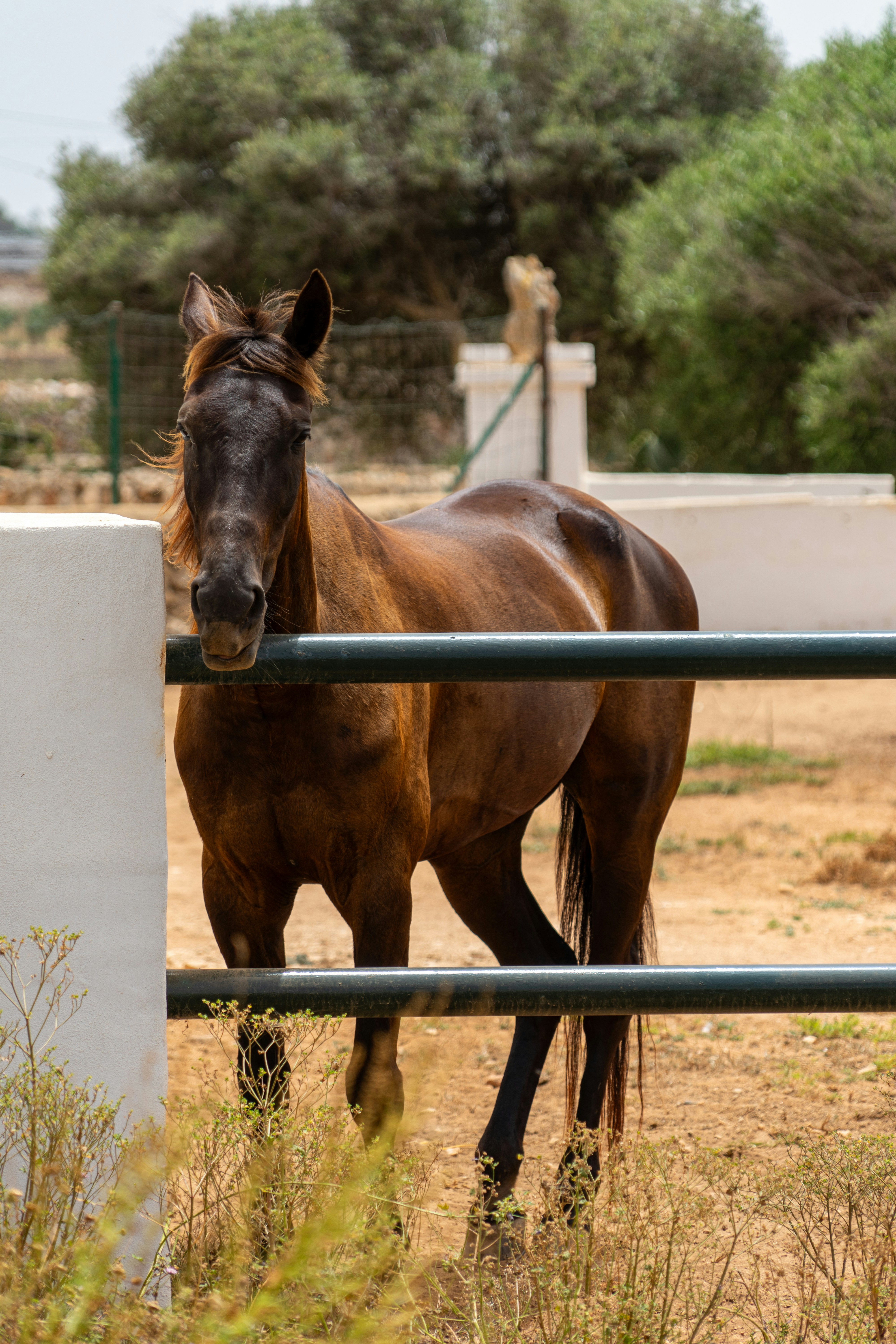 A brown horse stands behind a metal fence.