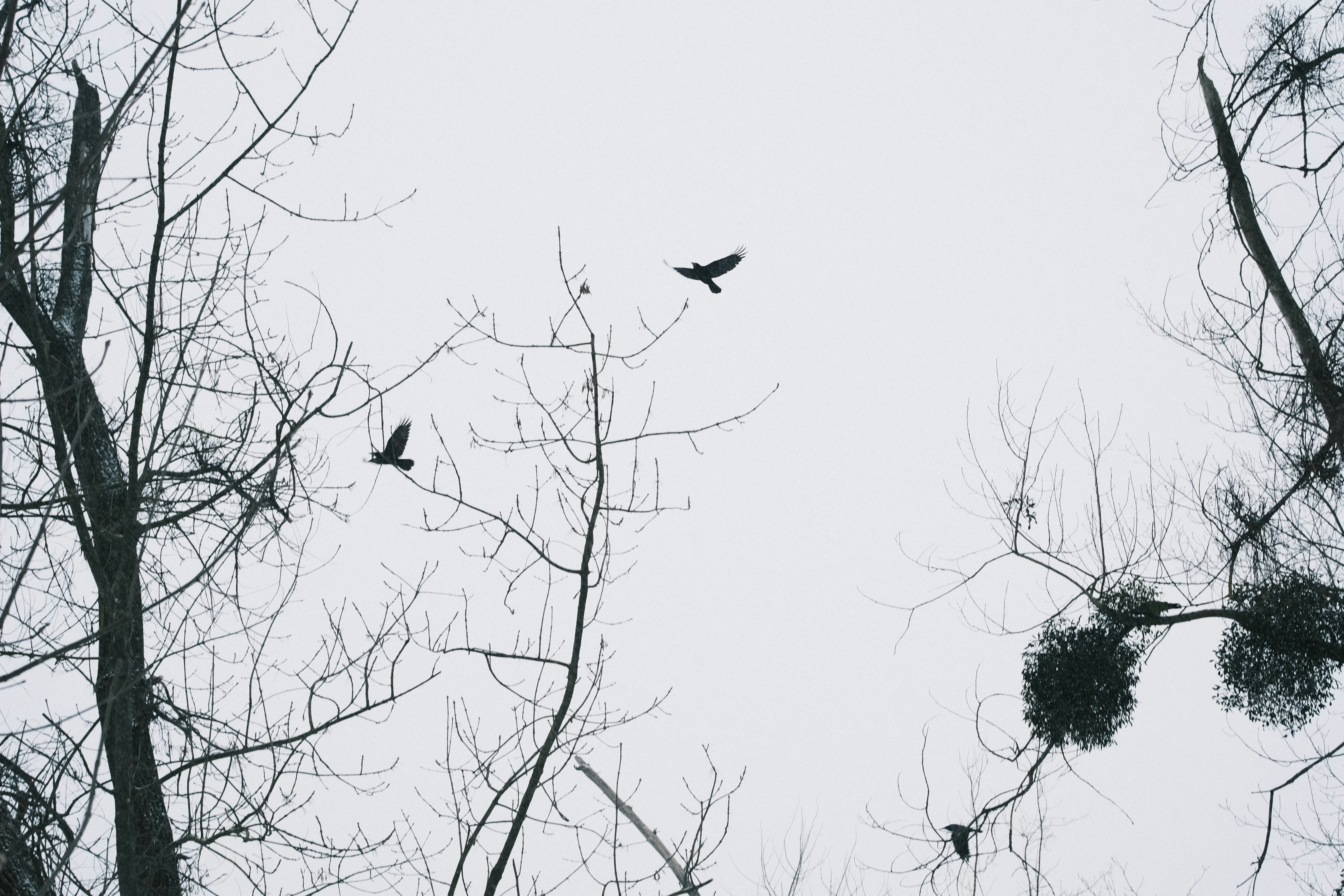 Photo by kolesnykyan