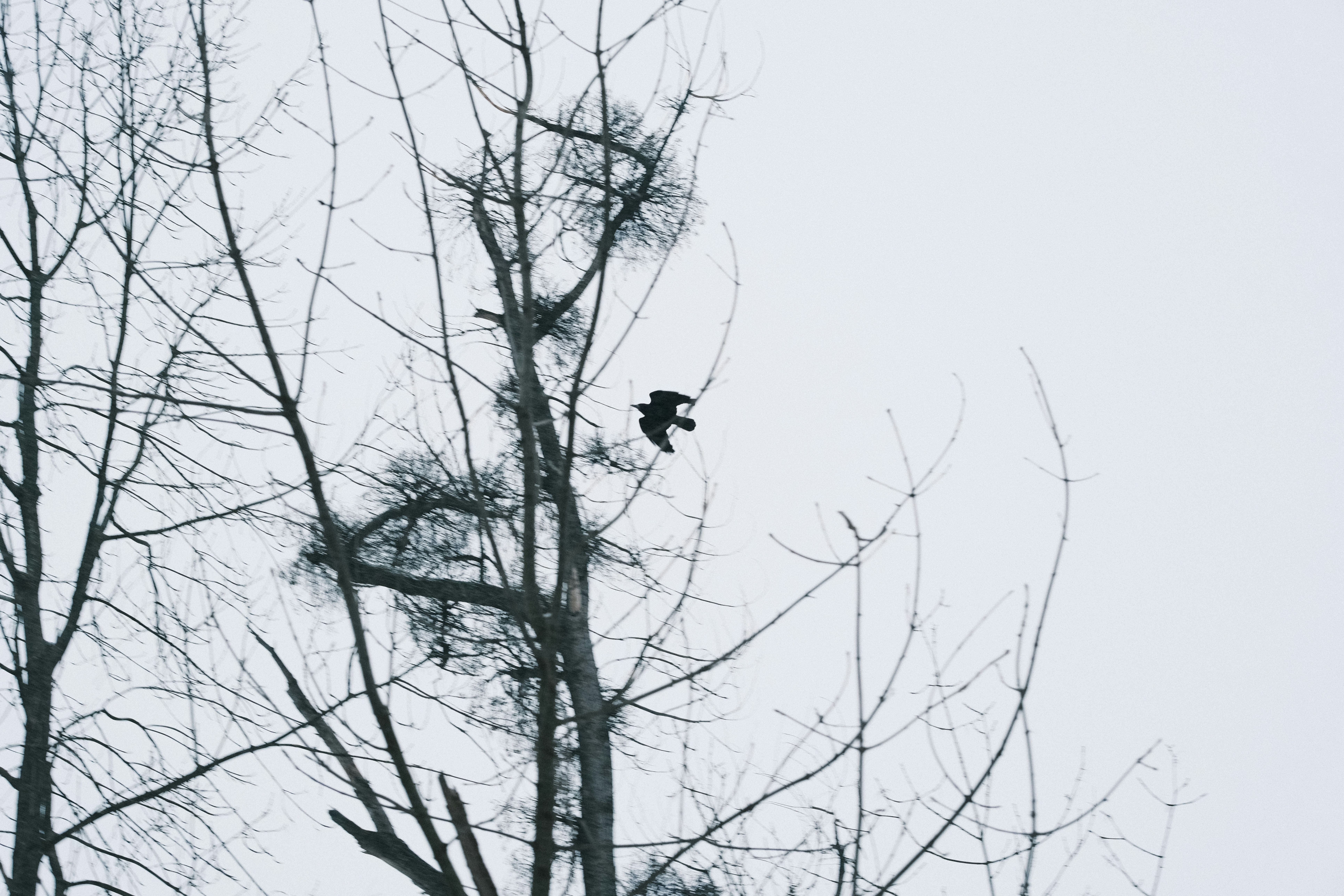 Photo by kolesnykyan