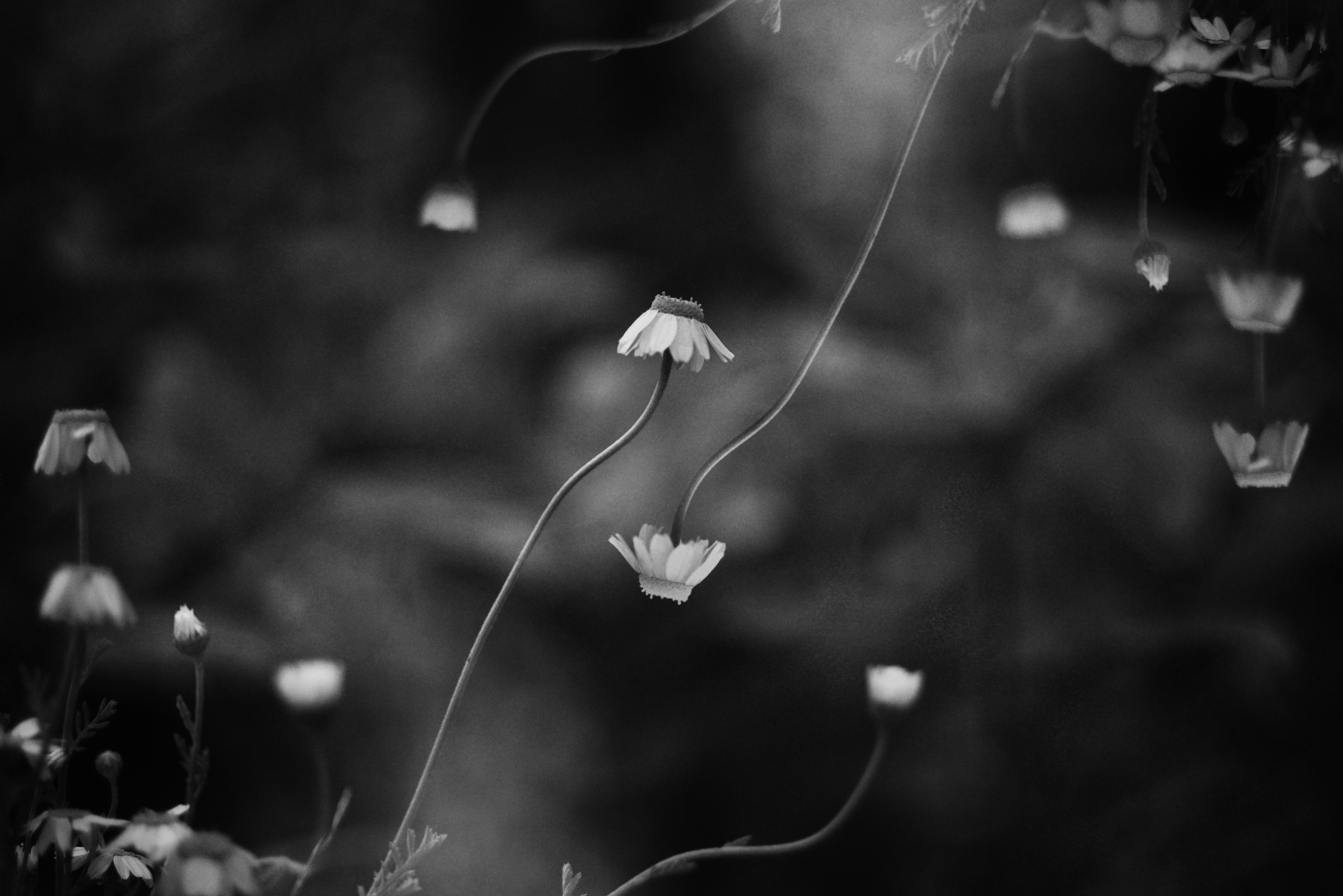 Daisies with bent stems in black and white.