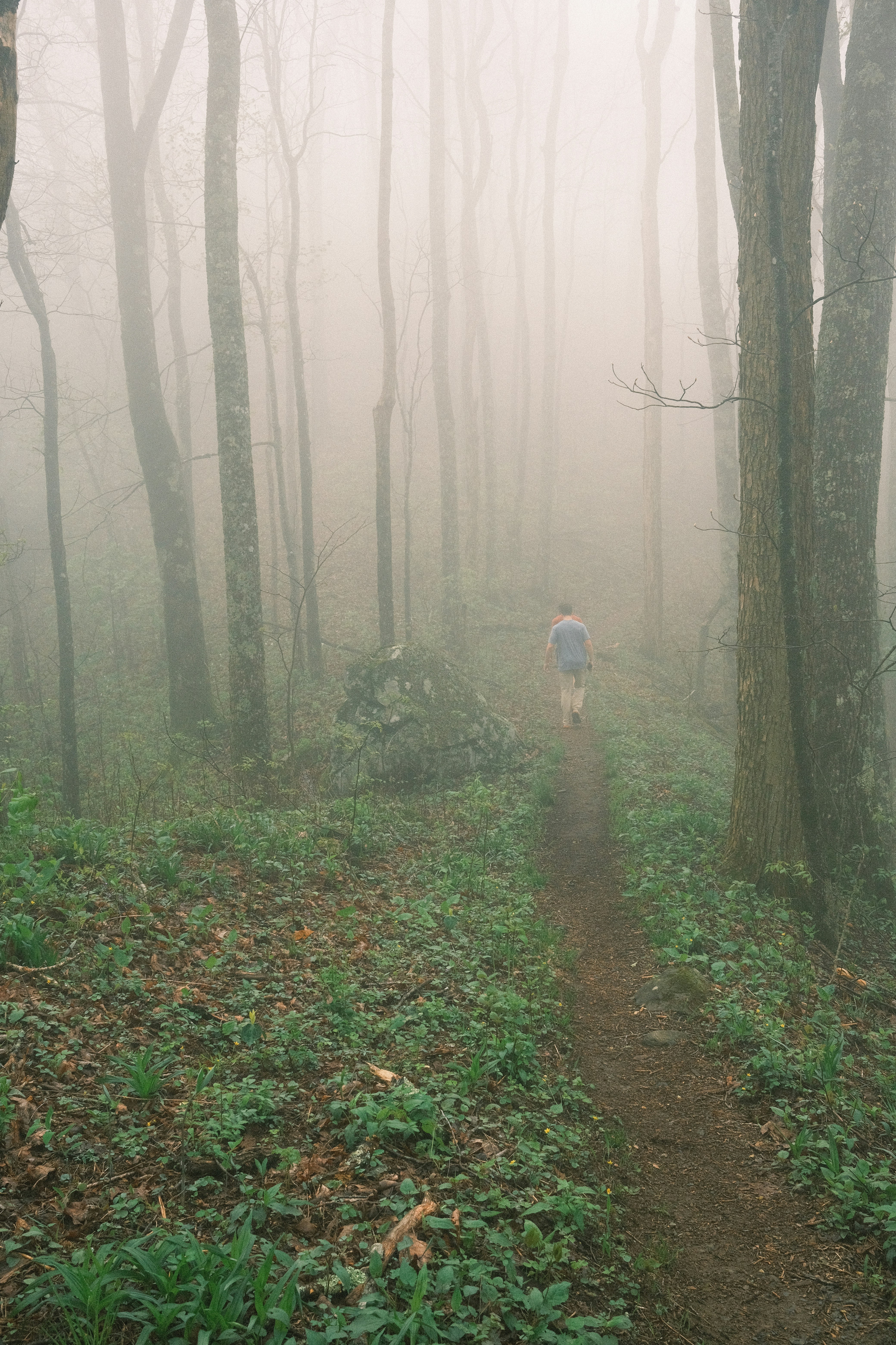 A lone hiker walks on a misty forest path.