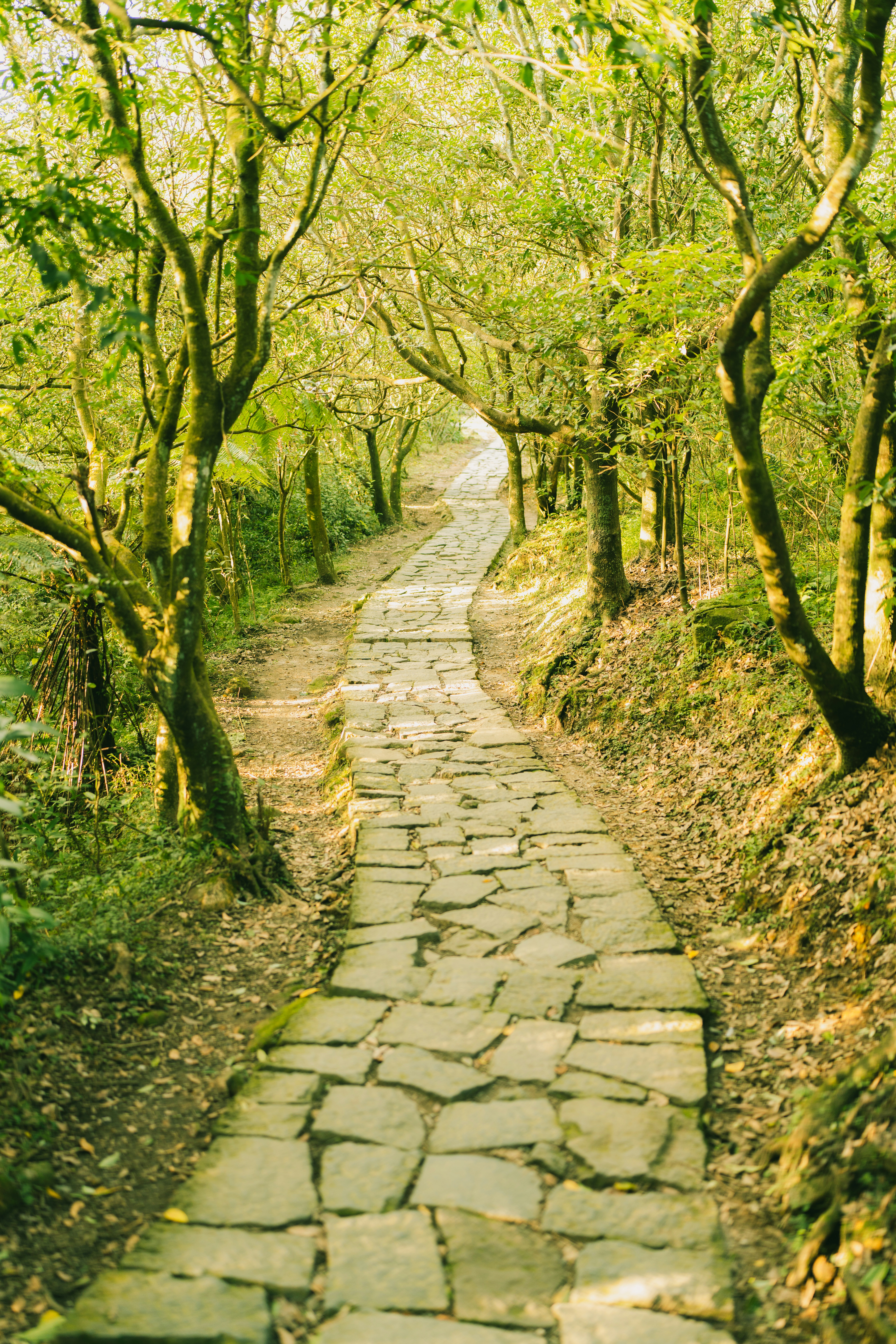A winding stone path through a sun-dappled forest.
