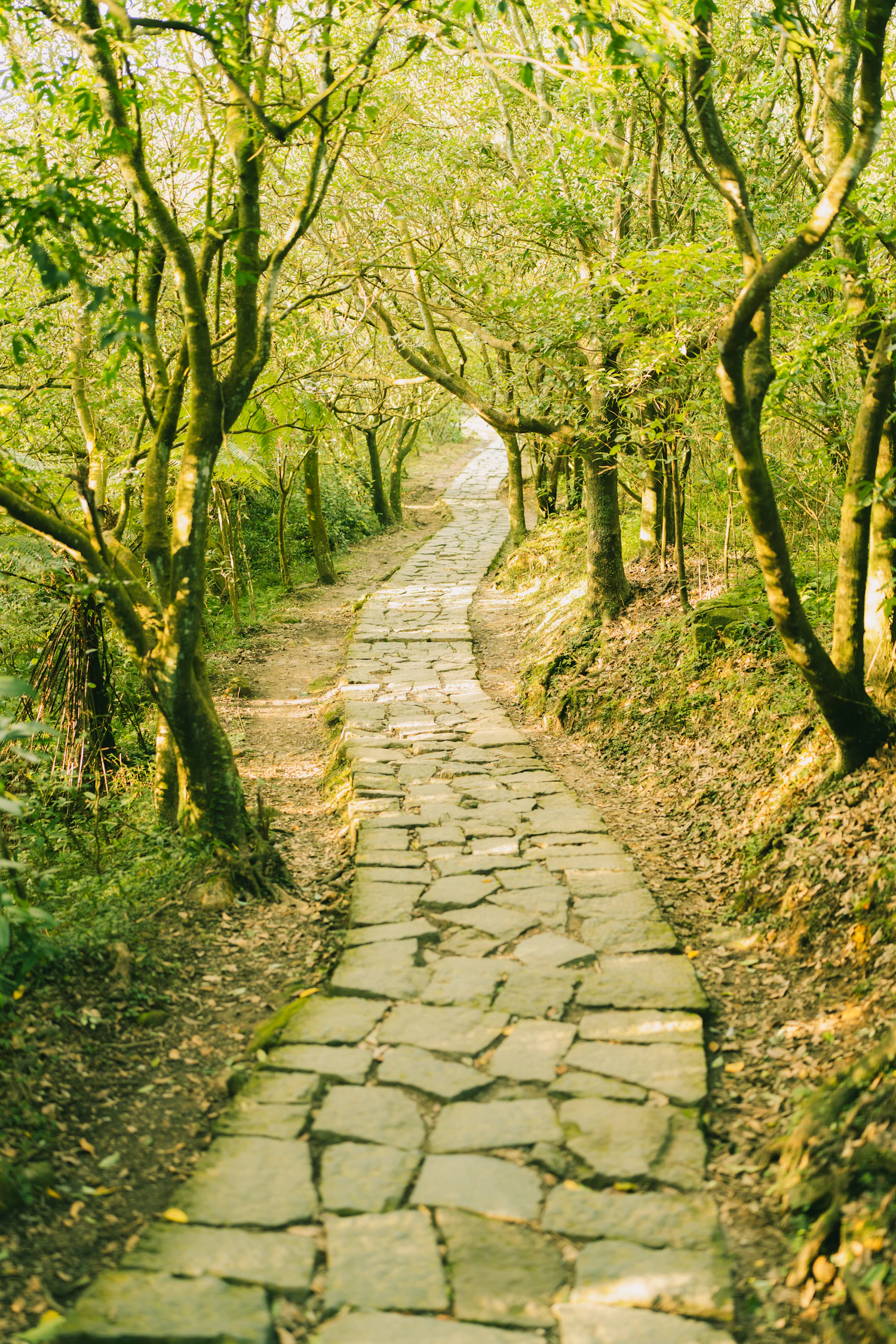 Sonniger Waldweg als Symbol für die nächsten rauchfreien Schritte