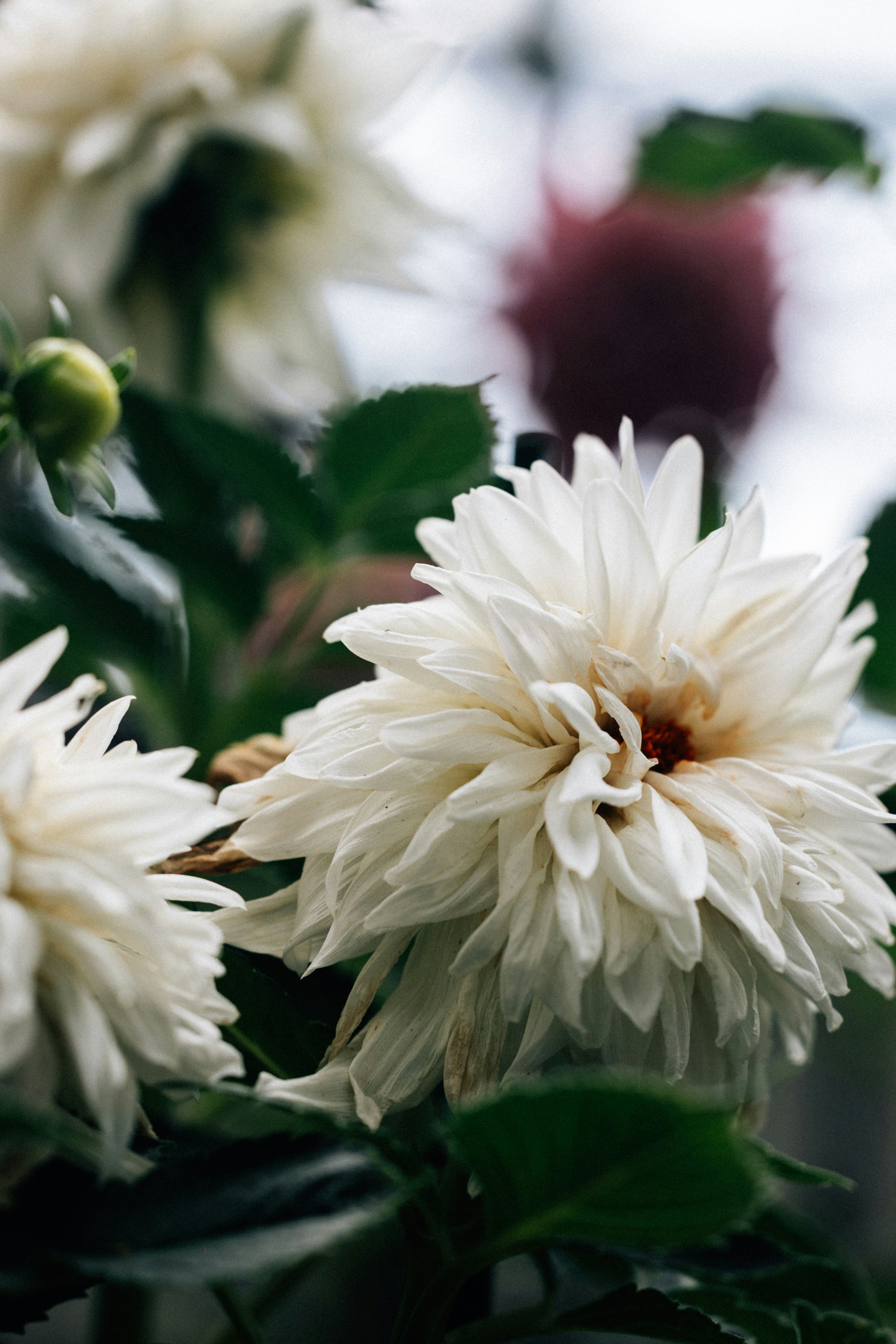 Photo by tsuyoshikozu