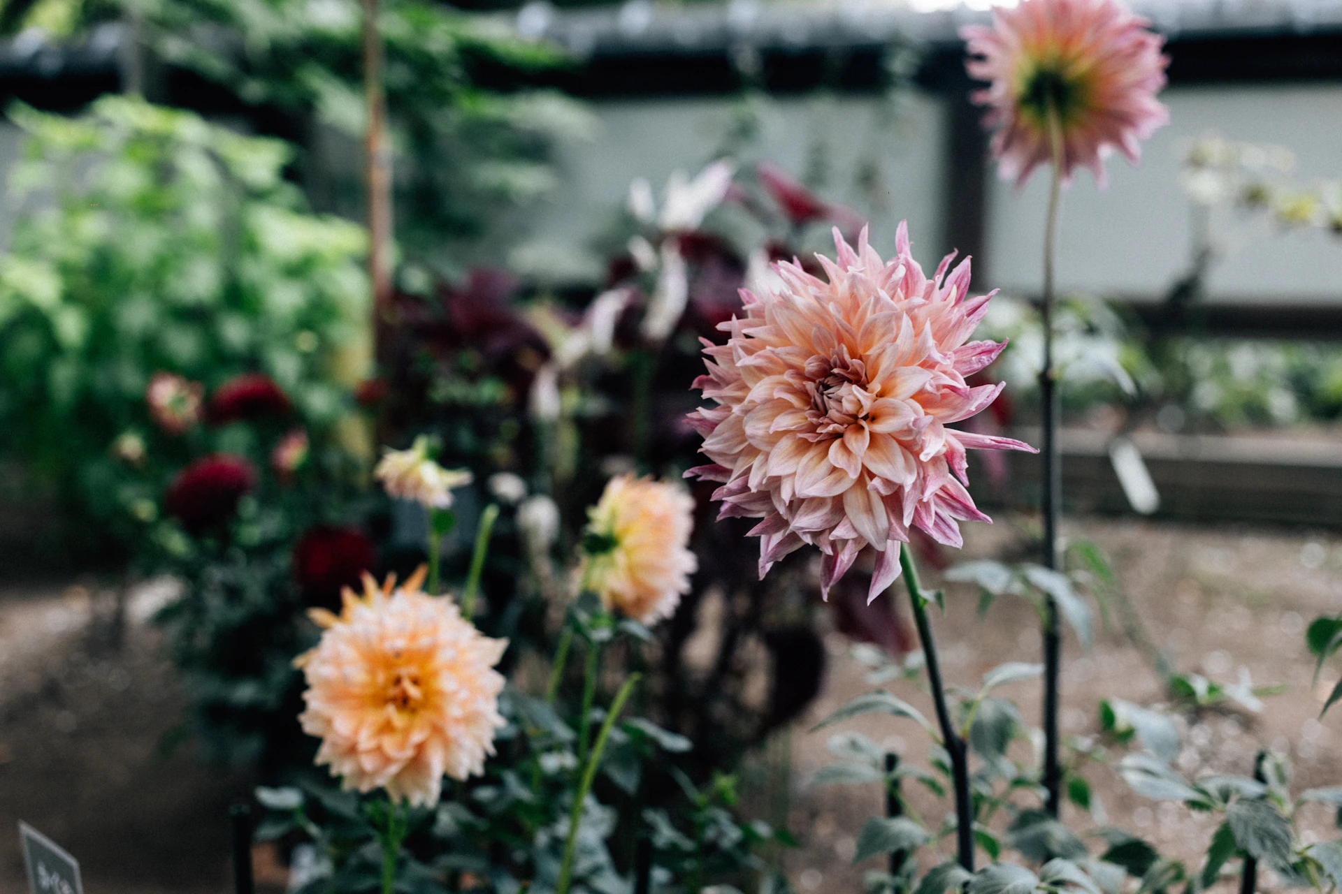 Pink and peach dahlias blooming in a garden