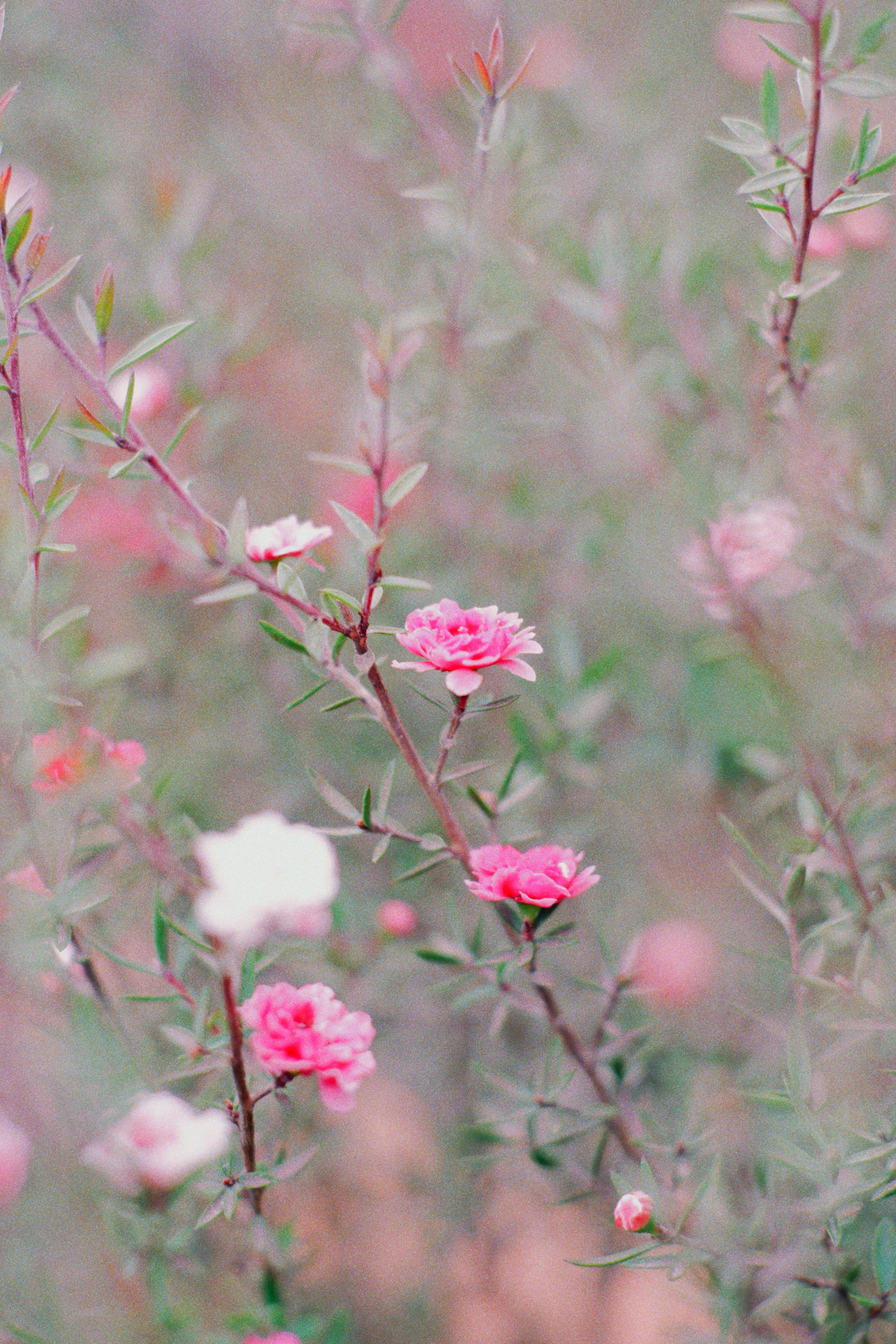 Delicate pink flowers bloom on thin branches.