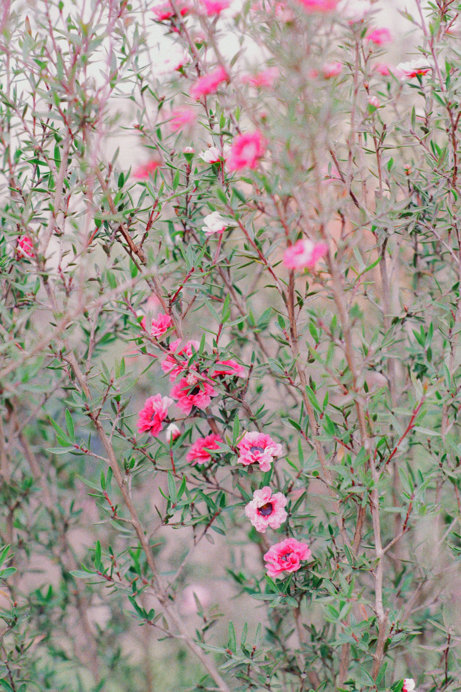 Pink flowers bloom on a leafy bush.