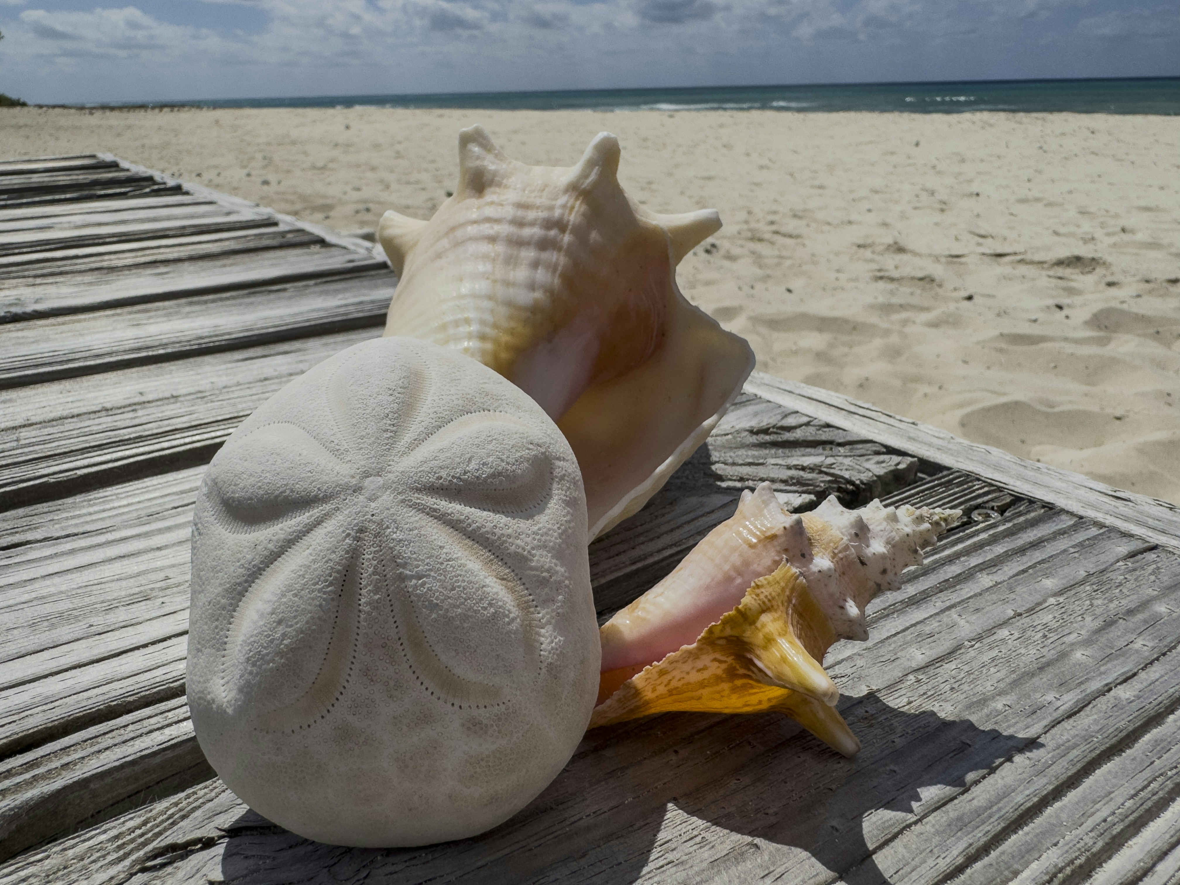 Muscheln und Sanddollar auf einem Holzweg am Strand.