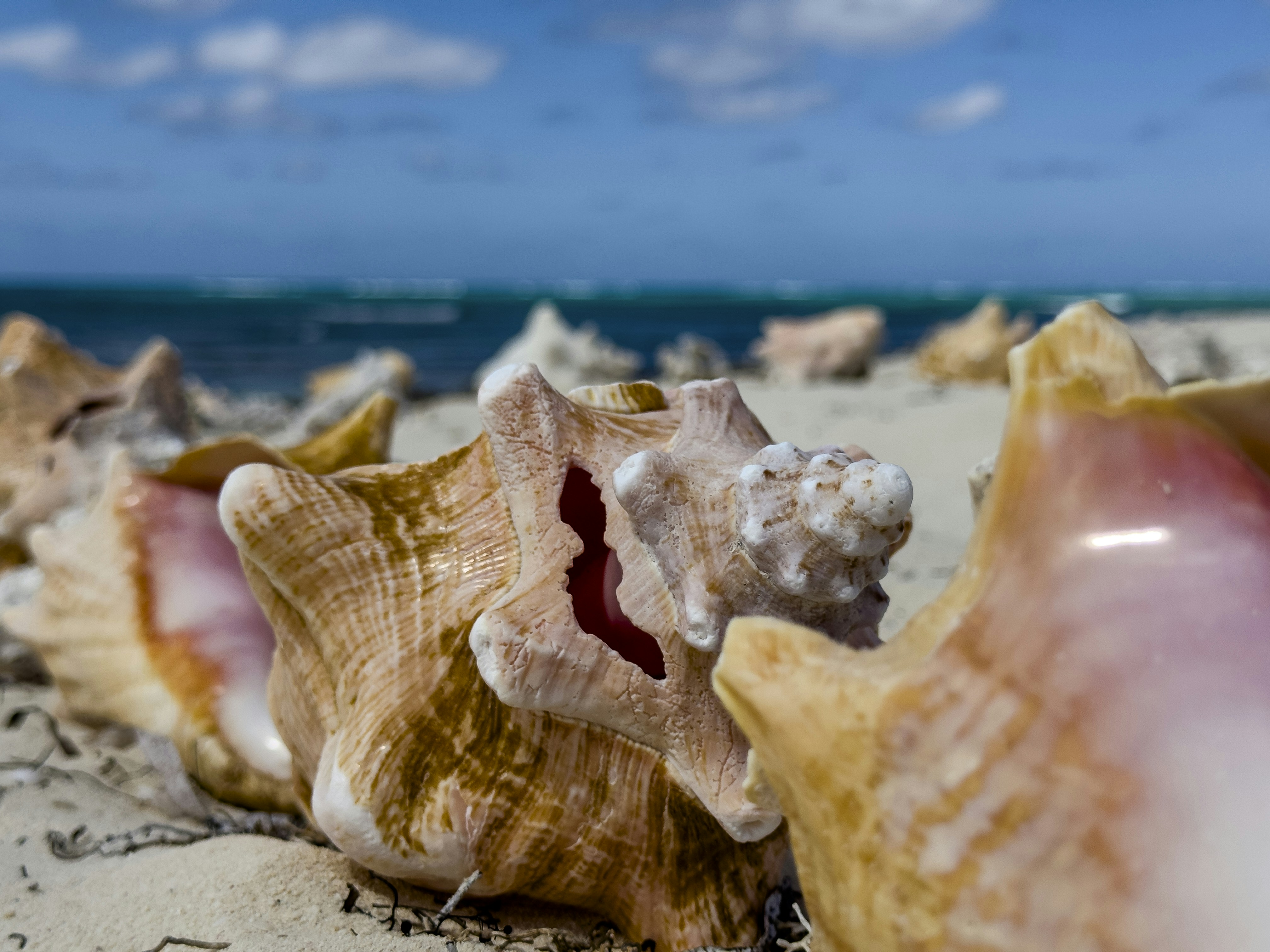 Muscheln an einem Sandstrand mit Meereshintergrund
