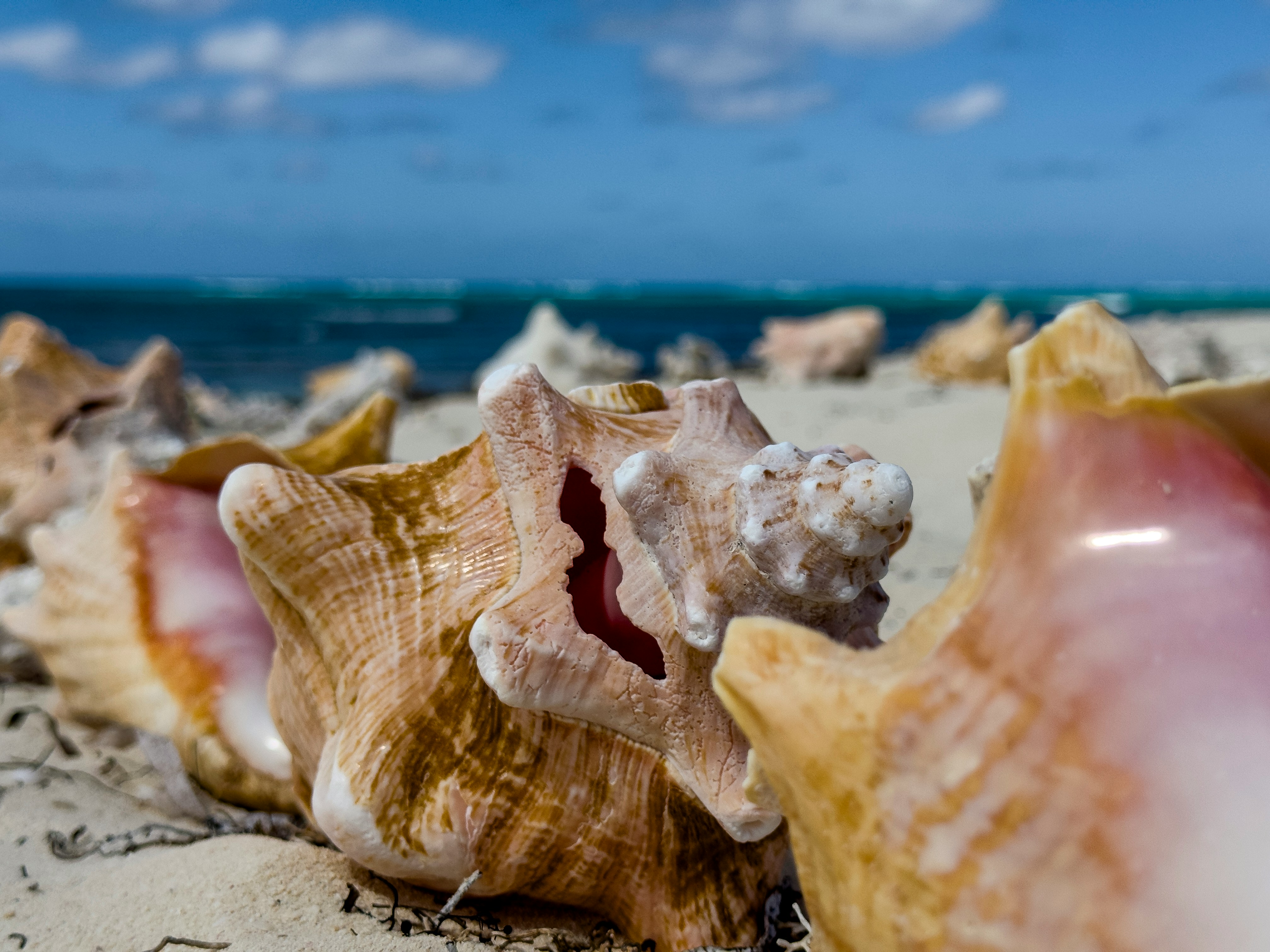 Carnival cruise Grand Turk excursions are often less necessary because the island is manageable on your own