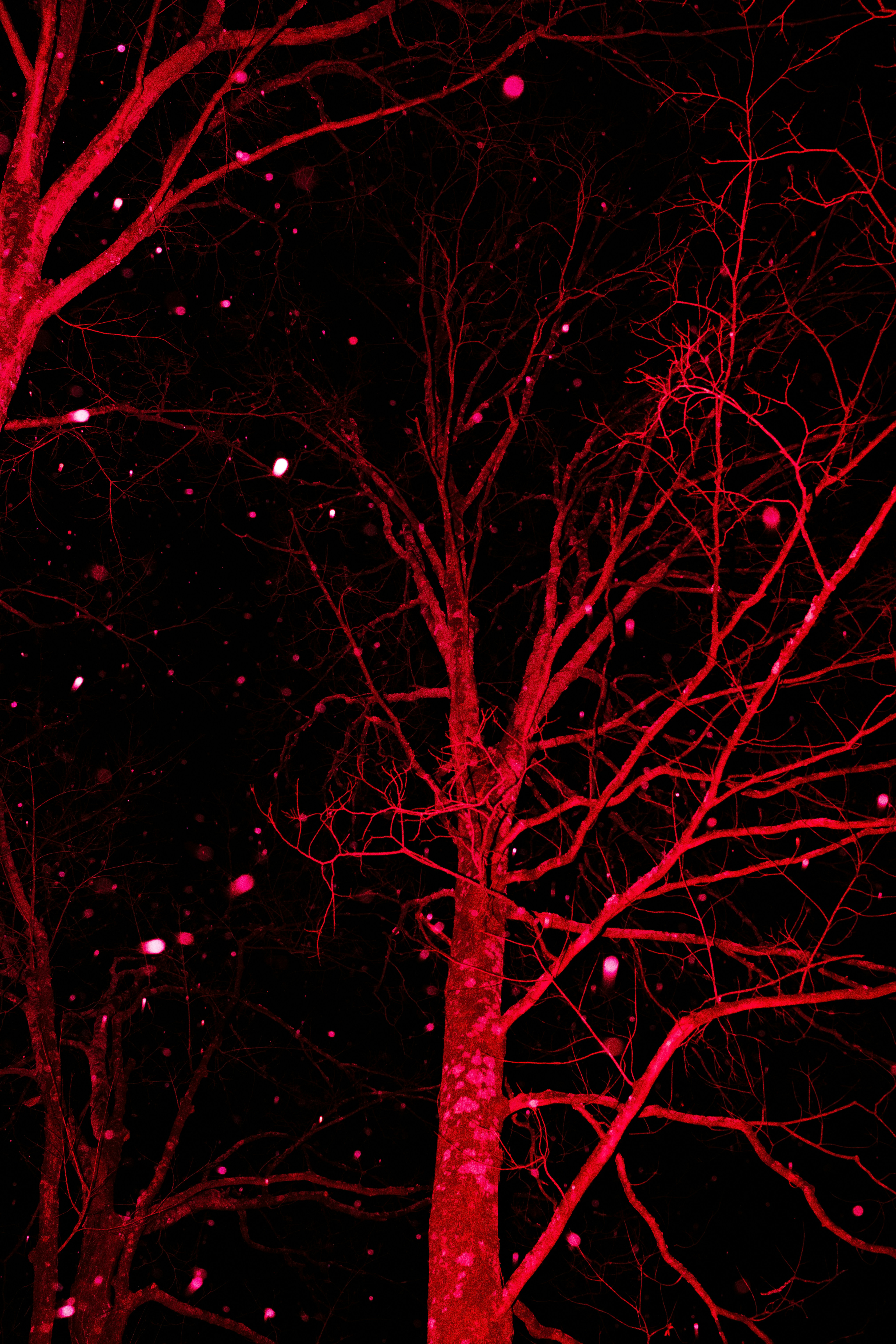 Bare red trees against a dark, starry sky