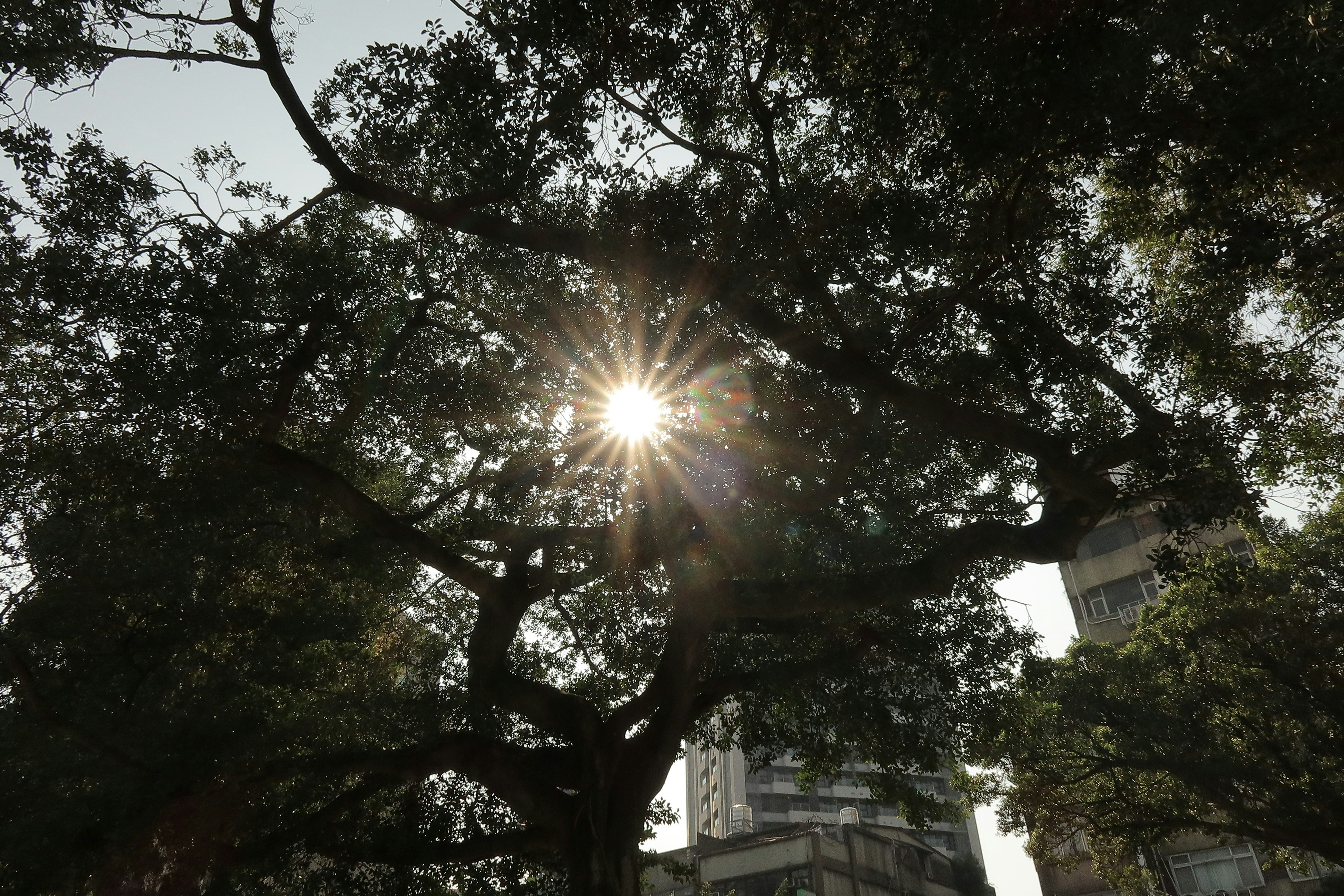 La lumière du soleil traverse les branches d’un grand arbre.