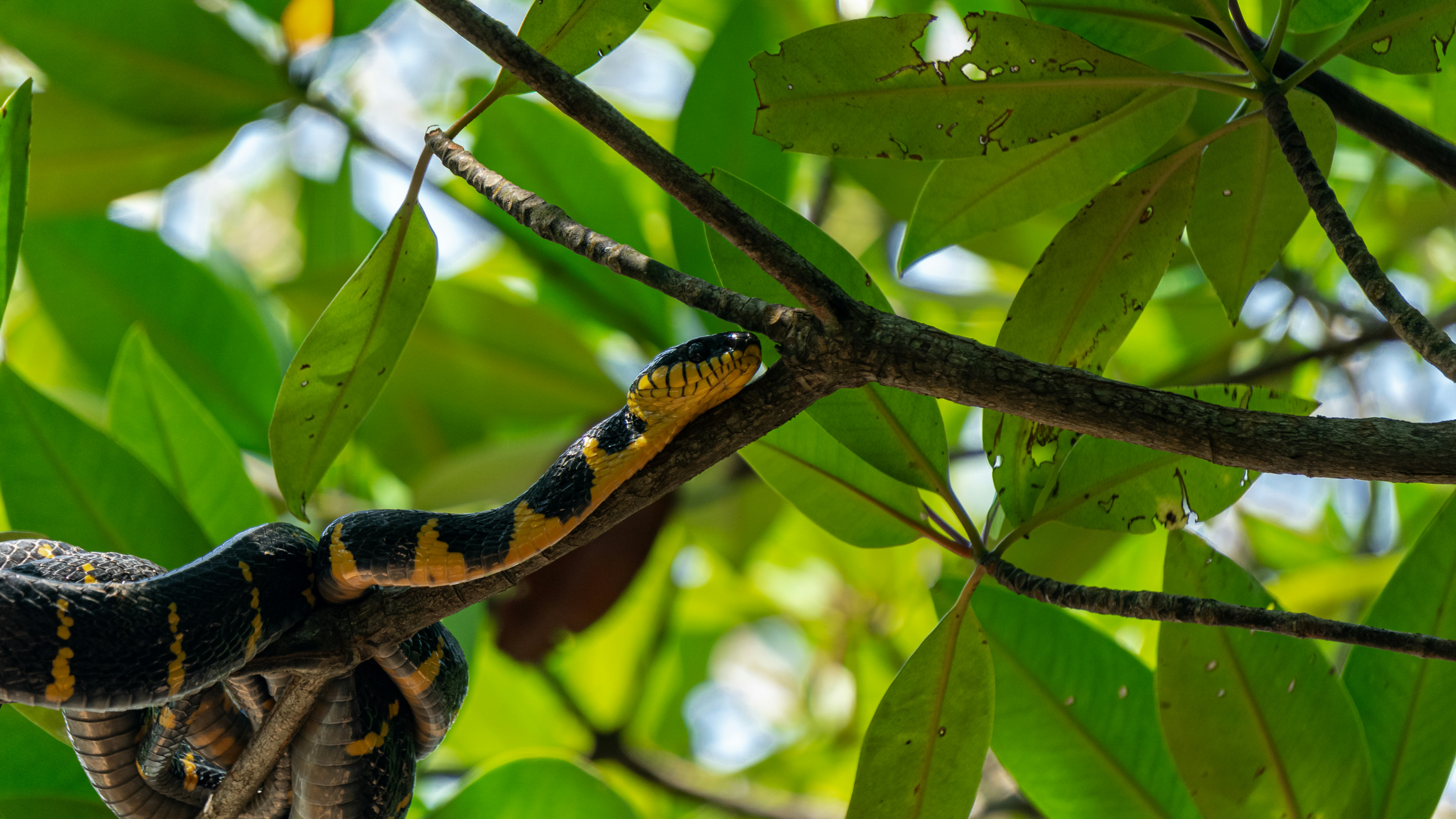 A yellow and black snake rests on a tree branch.
