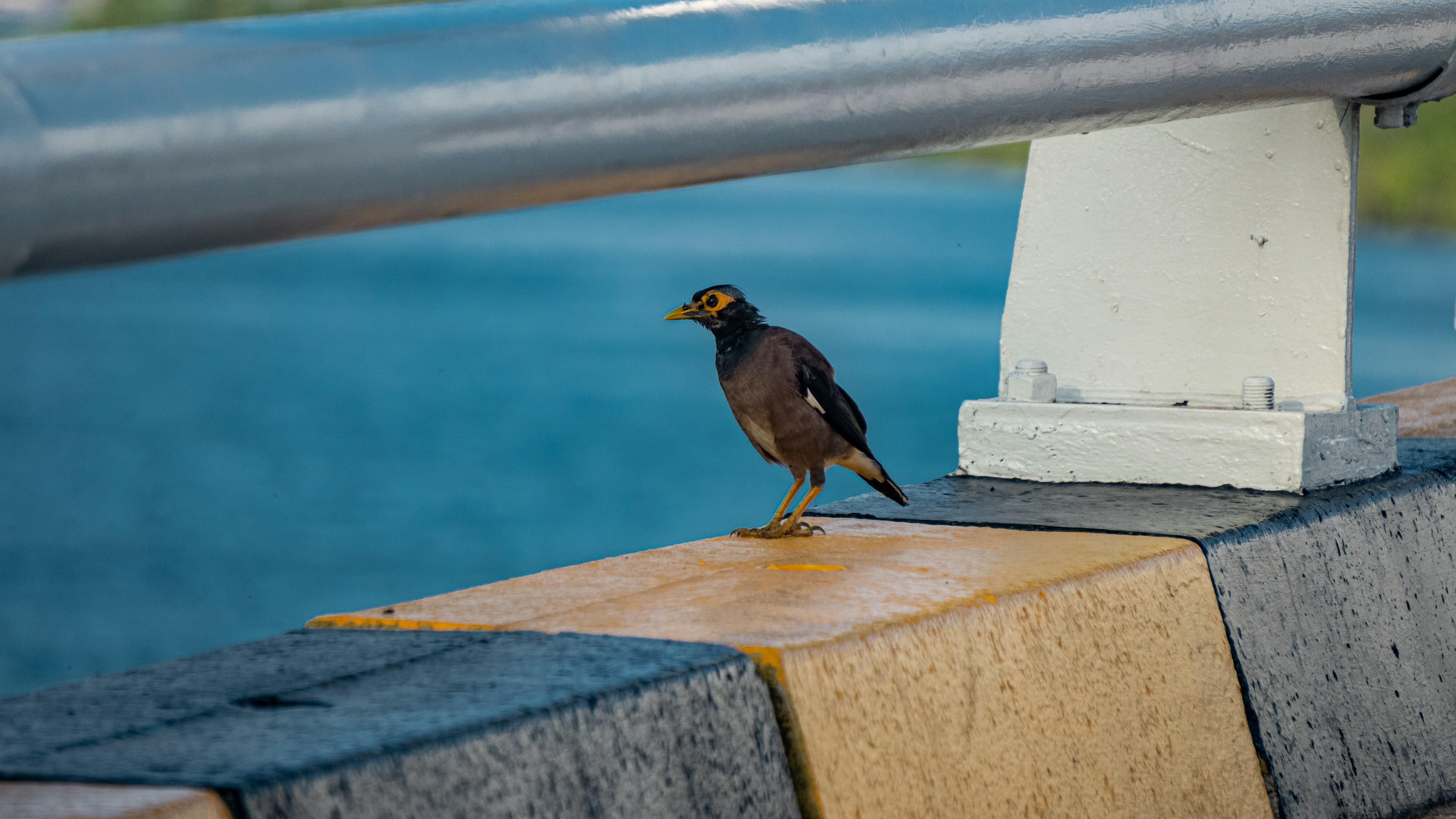 A common myna bird perched on a concrete barrier.