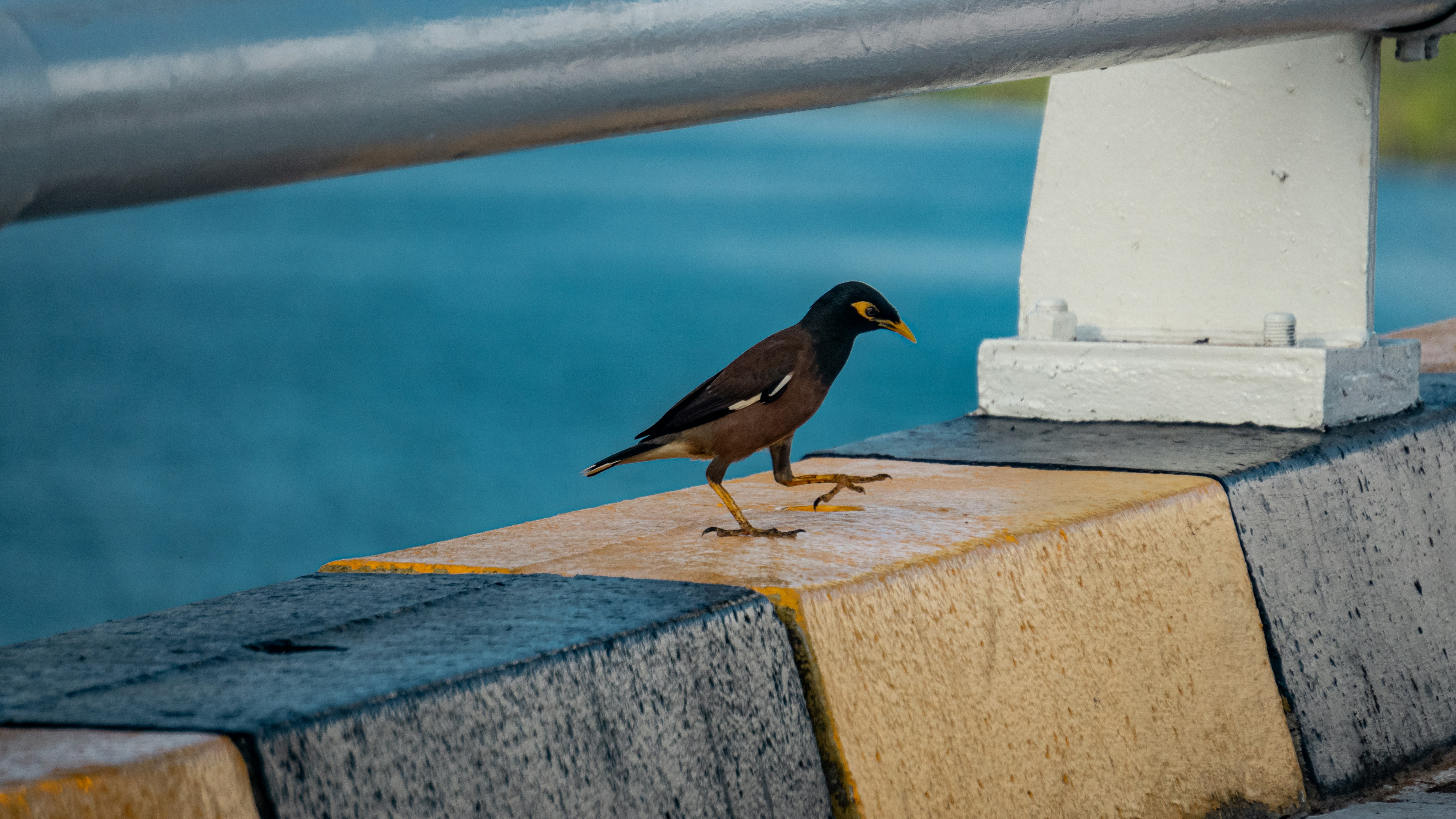 A small bird stands on a textured wall near water.