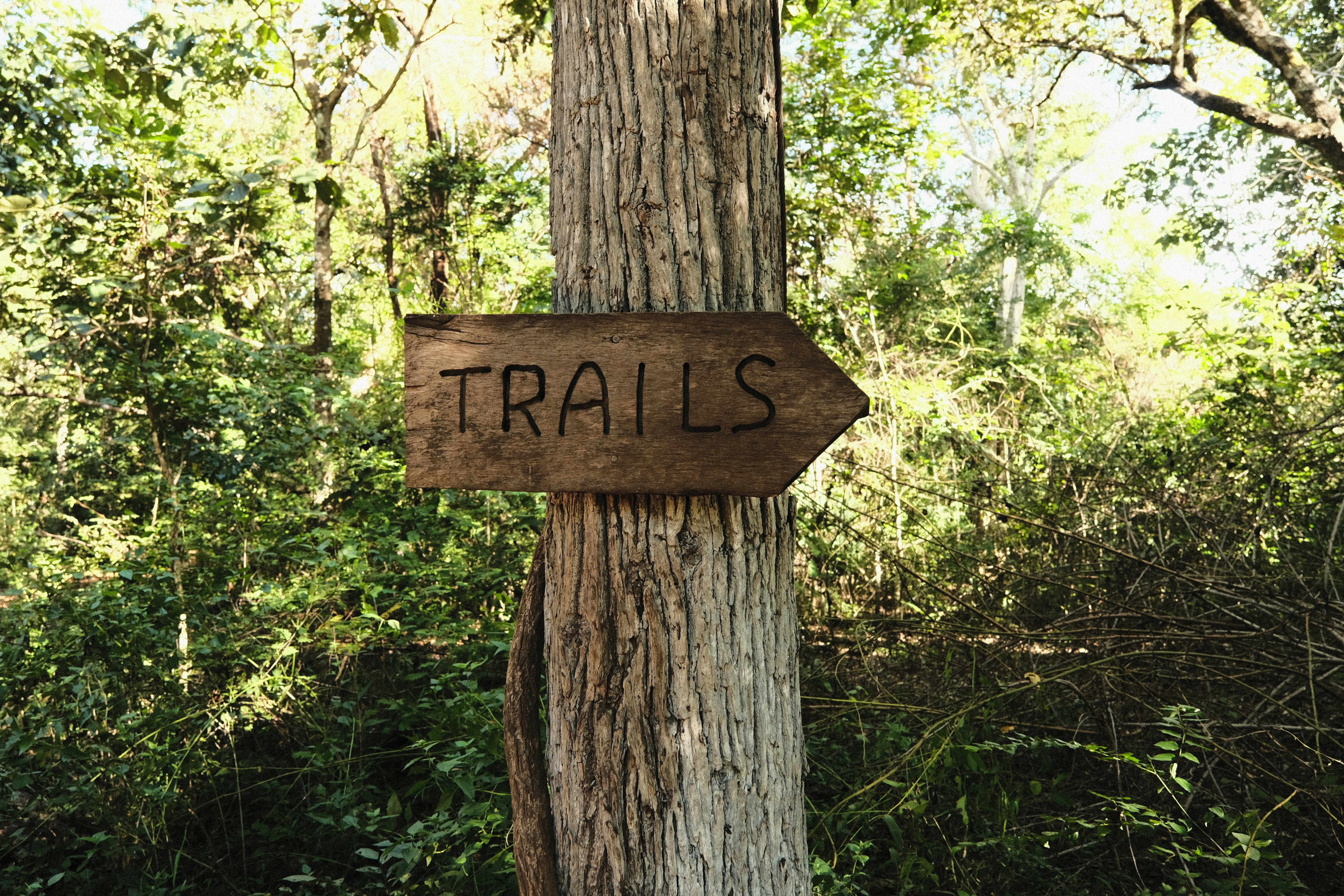 Wooden sign pointing to trails in a forest