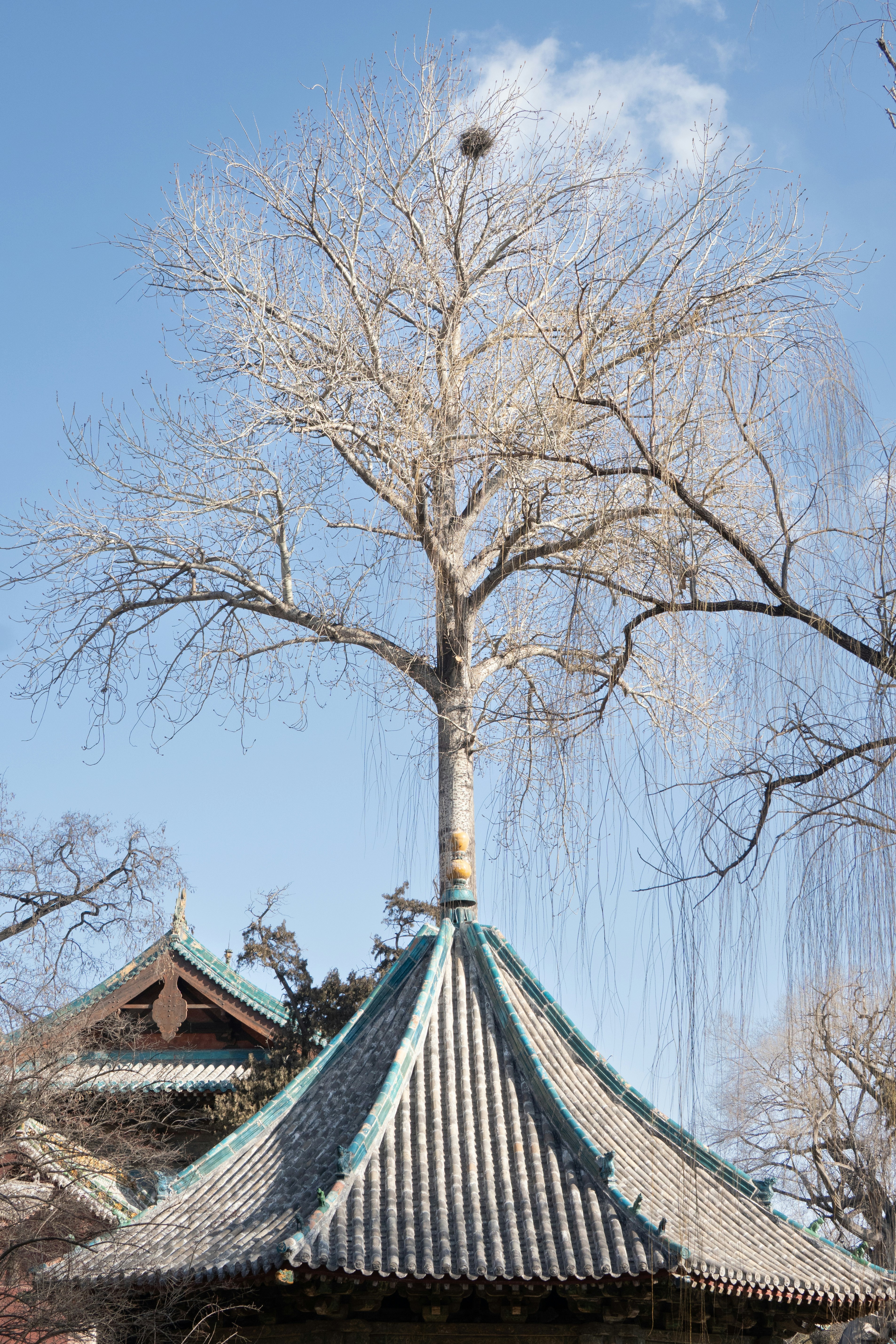 Photo by winstongu