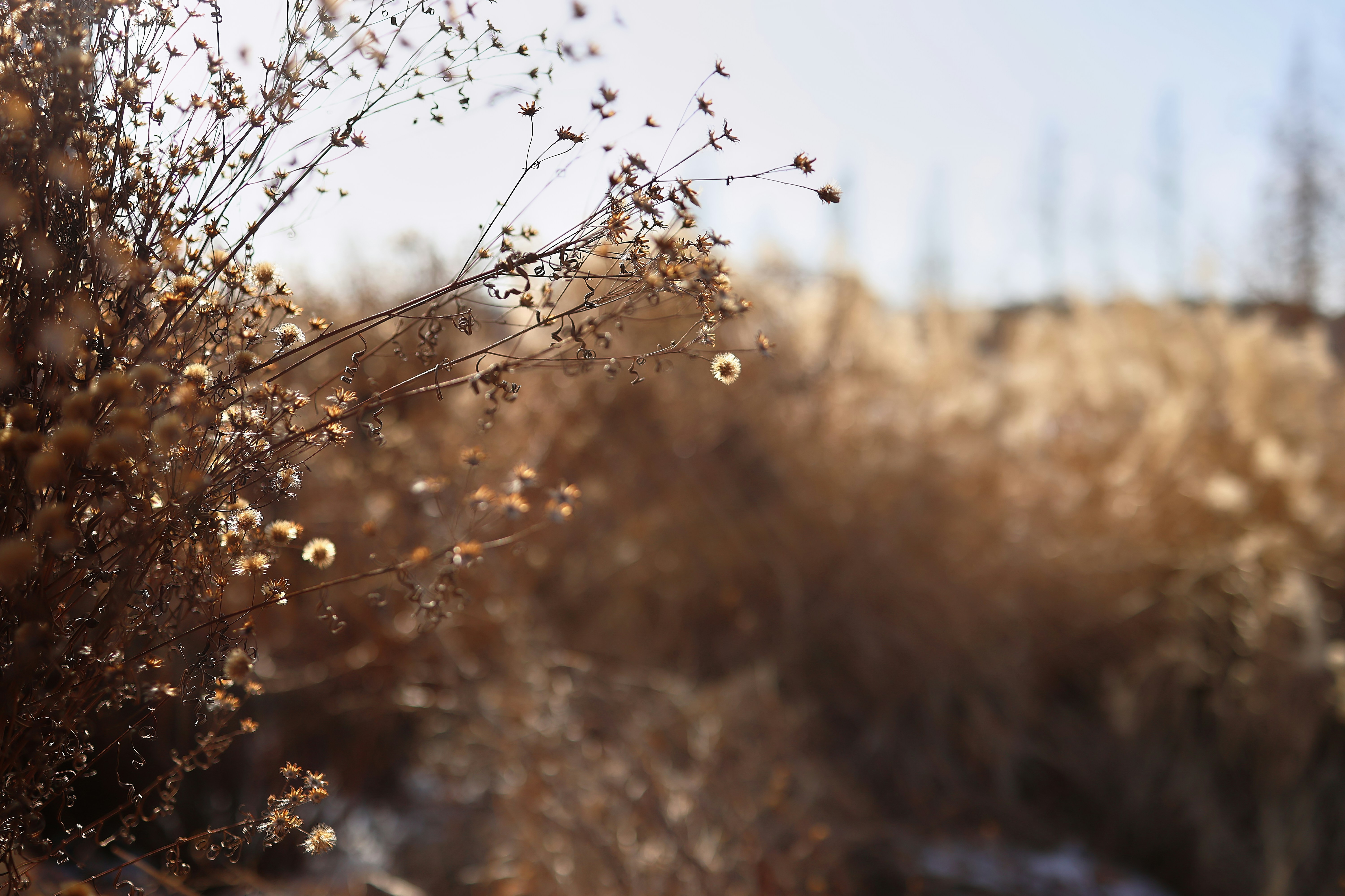 Dry grass and seed heads in a field.