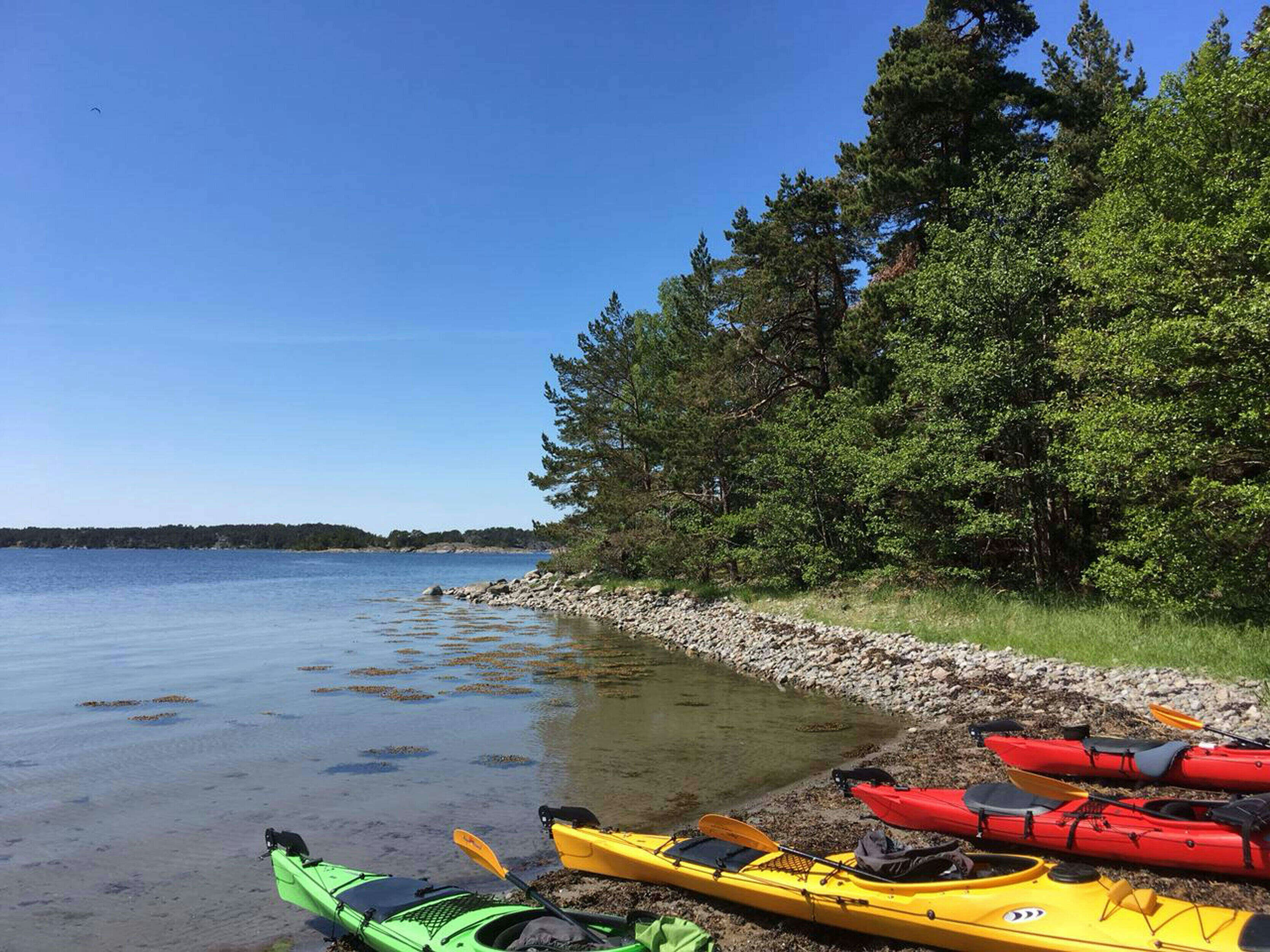 Kayaks resting on a sunny, tree-lined shore