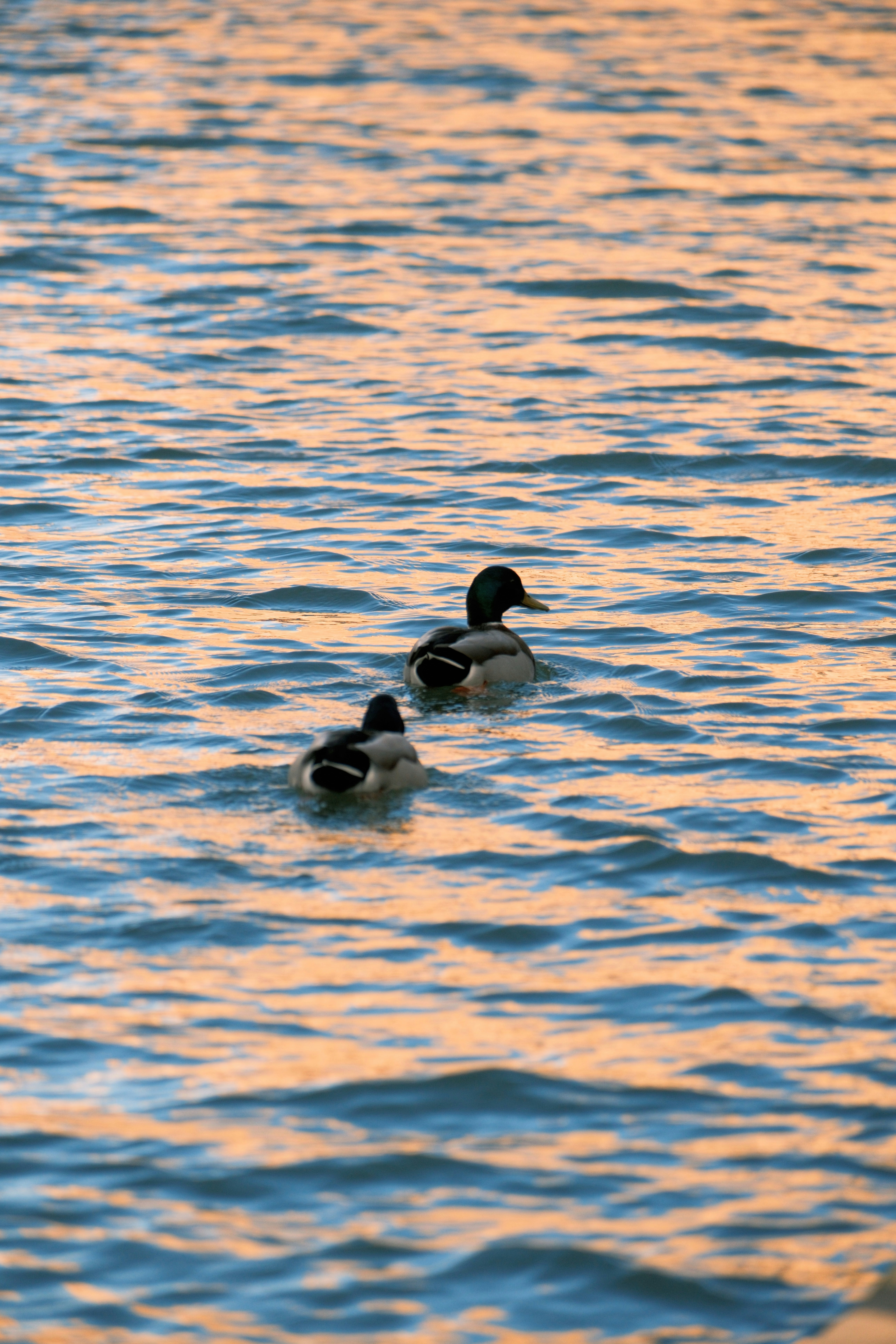 Two ducks swimming in calm water at sunset