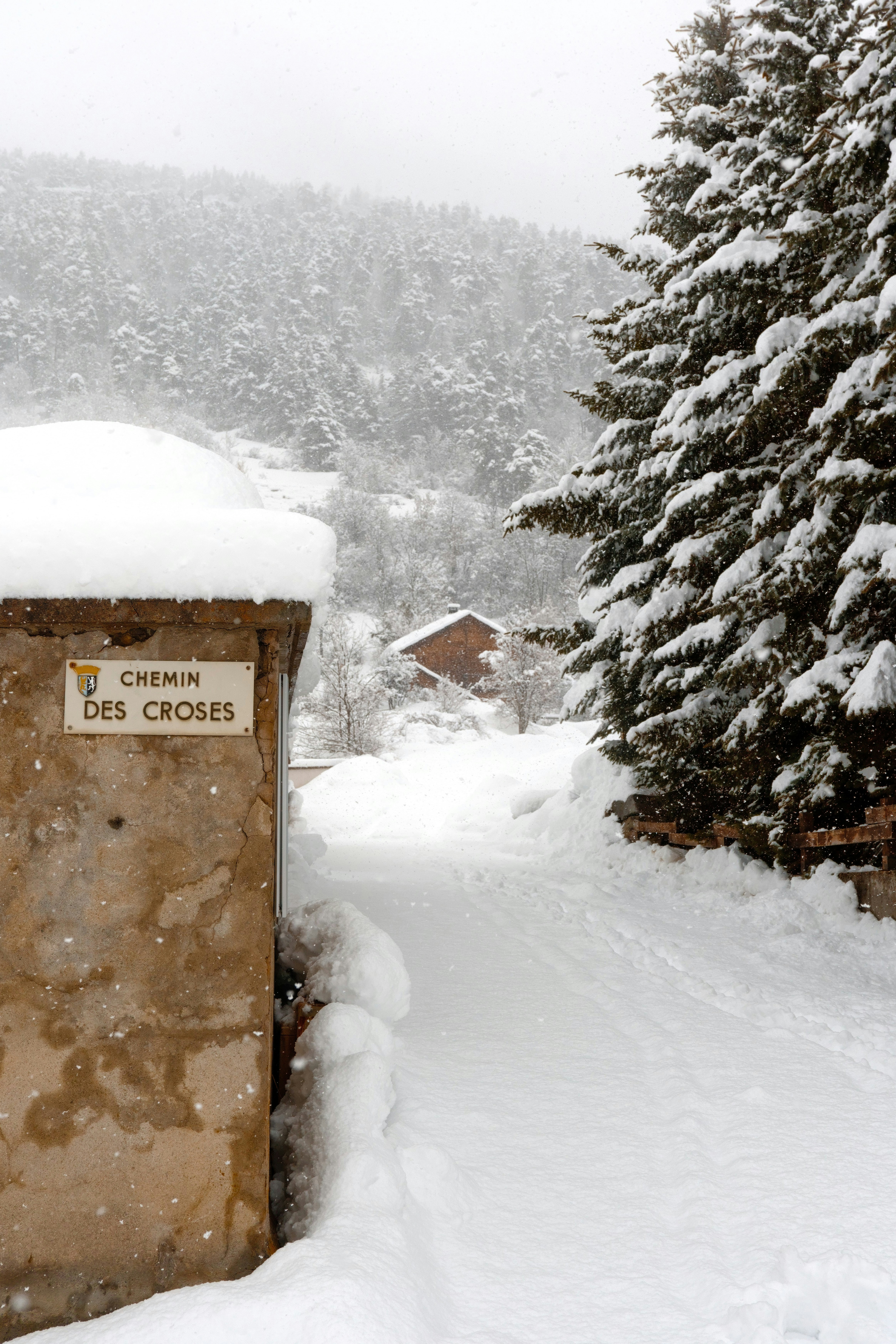 Snowy path with a sign and pine tree