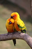 Two sun conure parrots perched on a branch