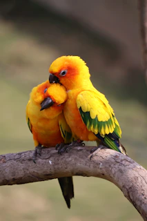 Two sun conure parrots perched on a branch