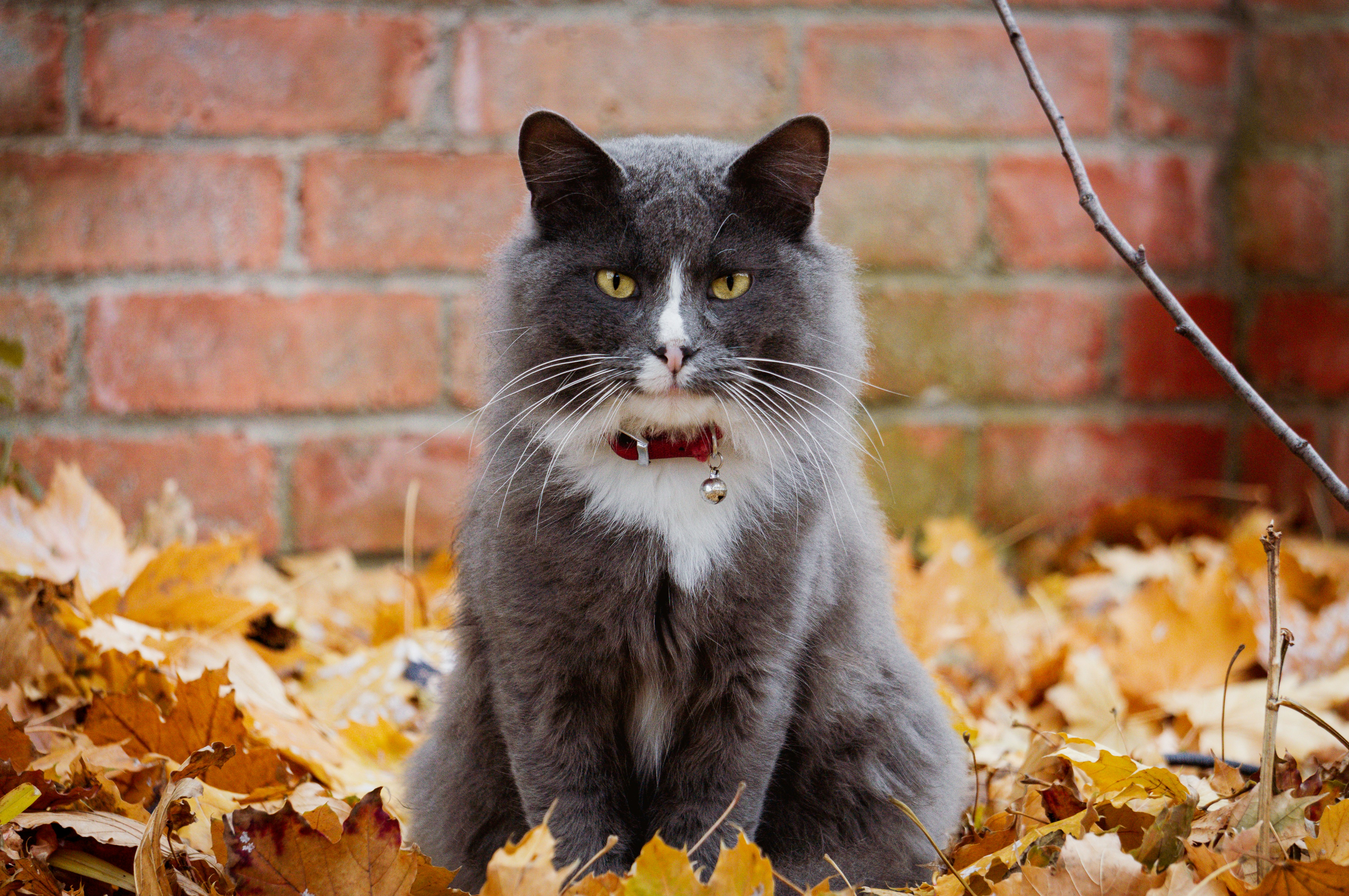 A fluffy gray cat sits among autumn leaves.