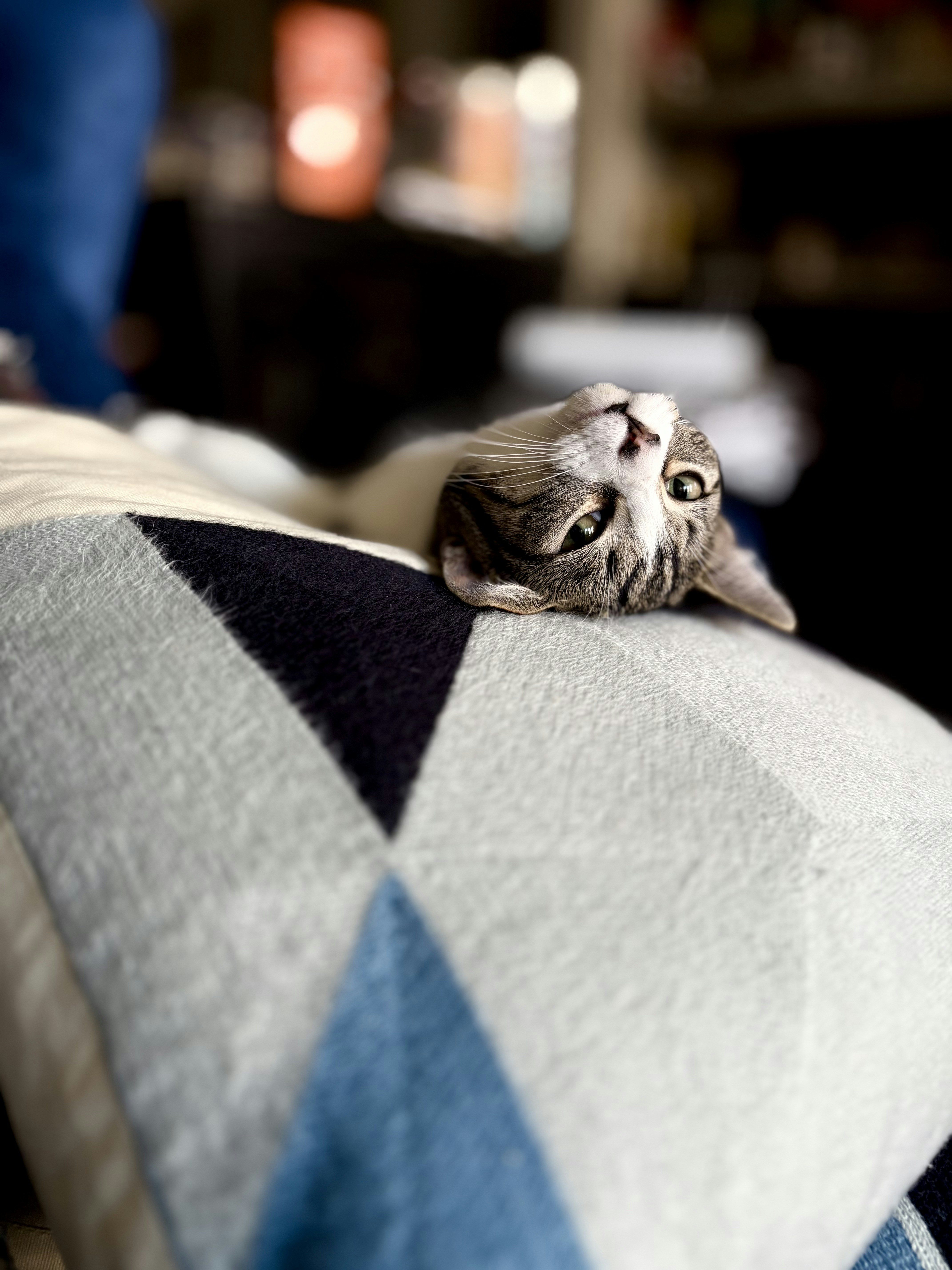 猫が模様のあるクッションの上に休んでいる。