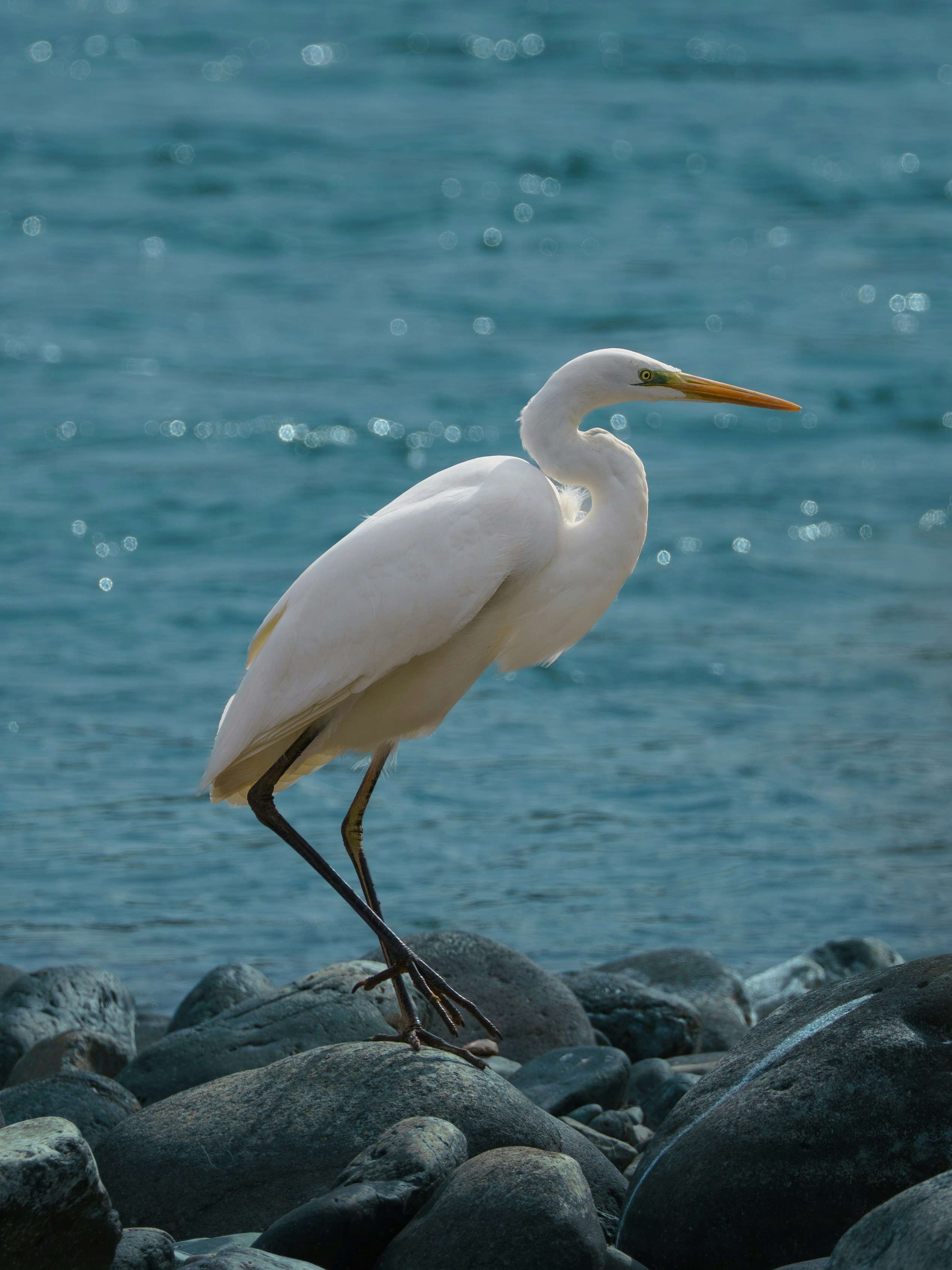 Photo by carolgauthier