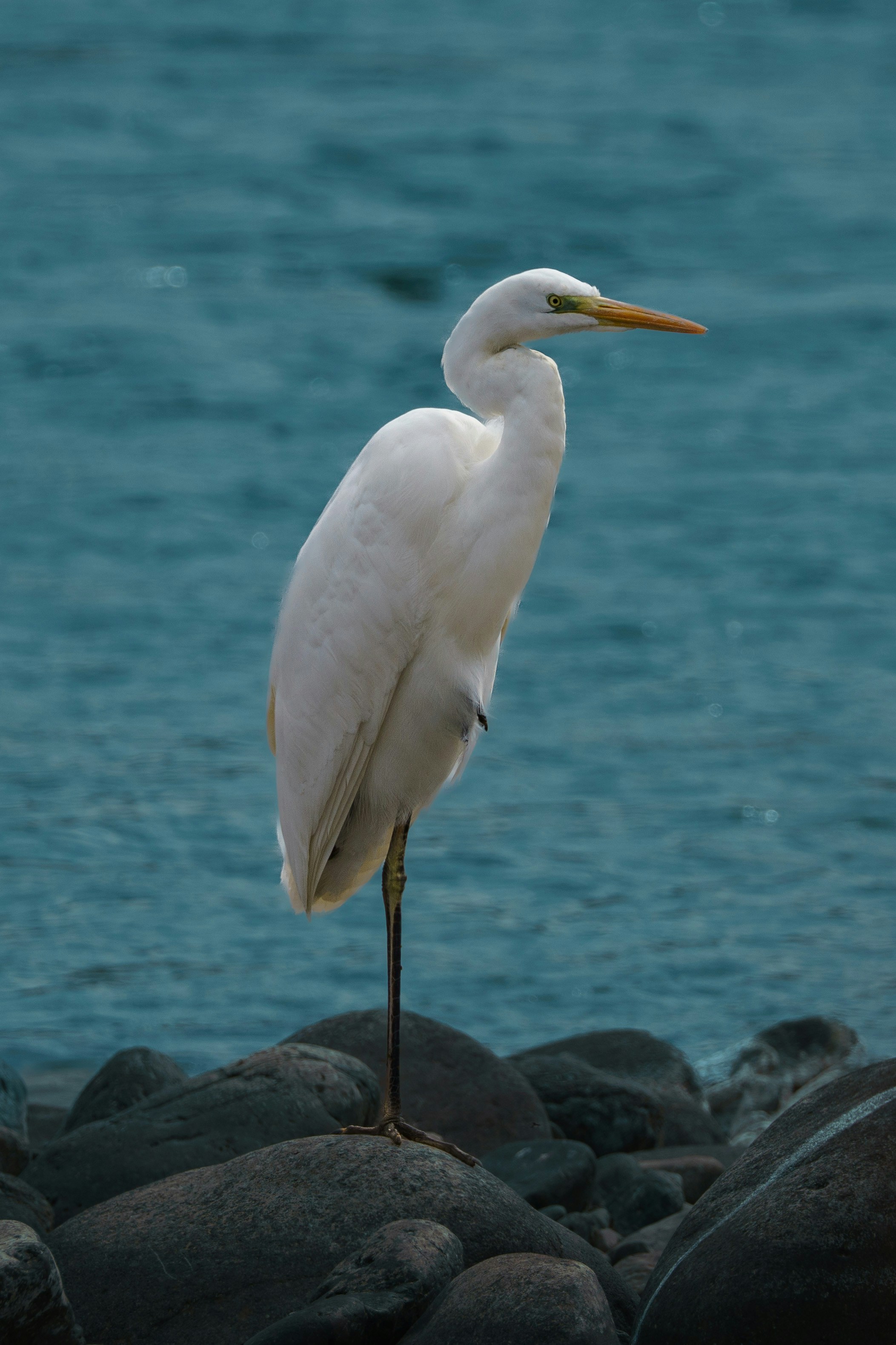 Photo by carolgauthier